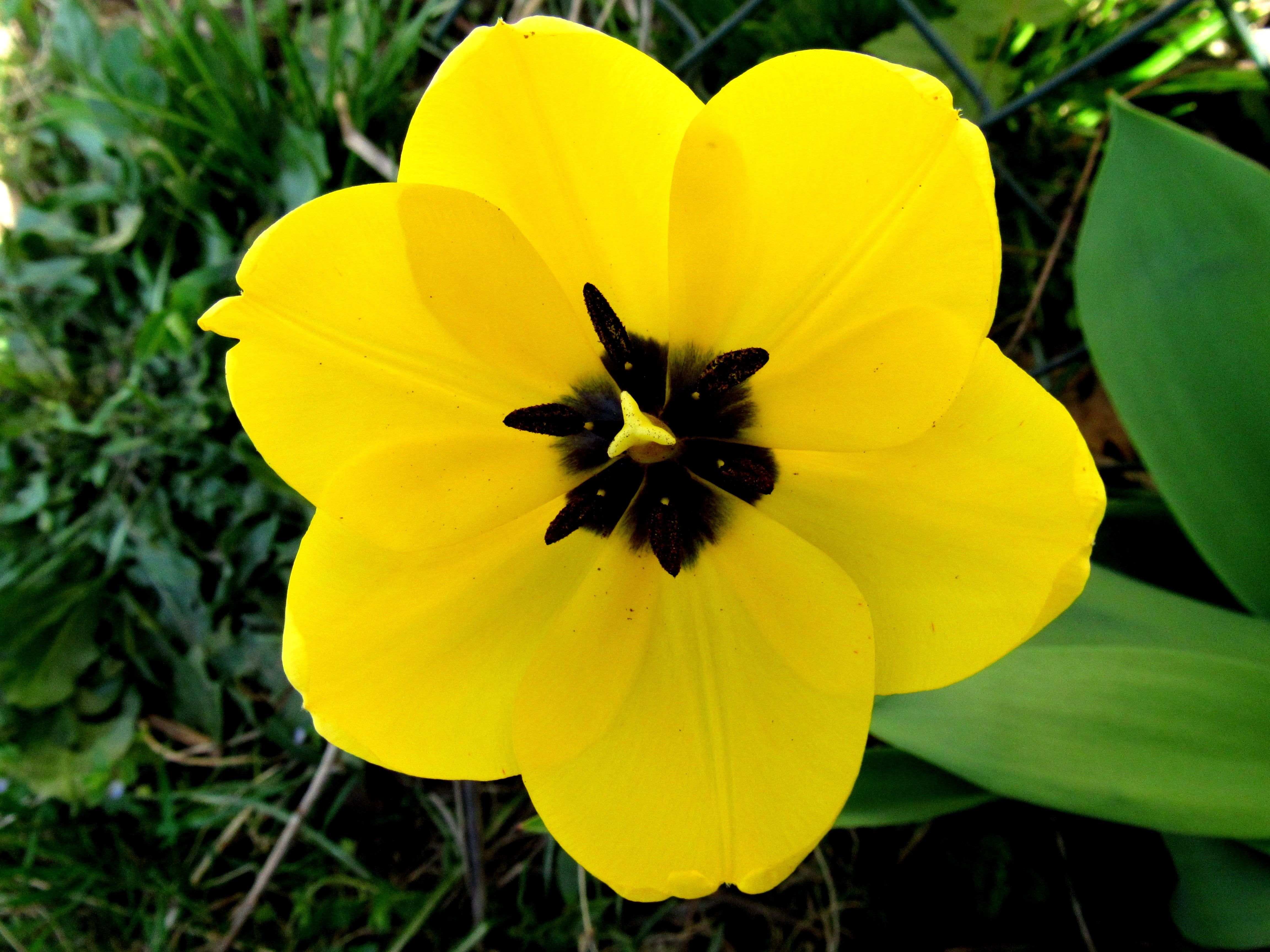 flowering plant, flower head, pollen, flowers, tulip, summer, petal, focus on foreground, yellow, open tulip, yellow tumor, no people, botany, day, inflorescence, HD Wallpaper