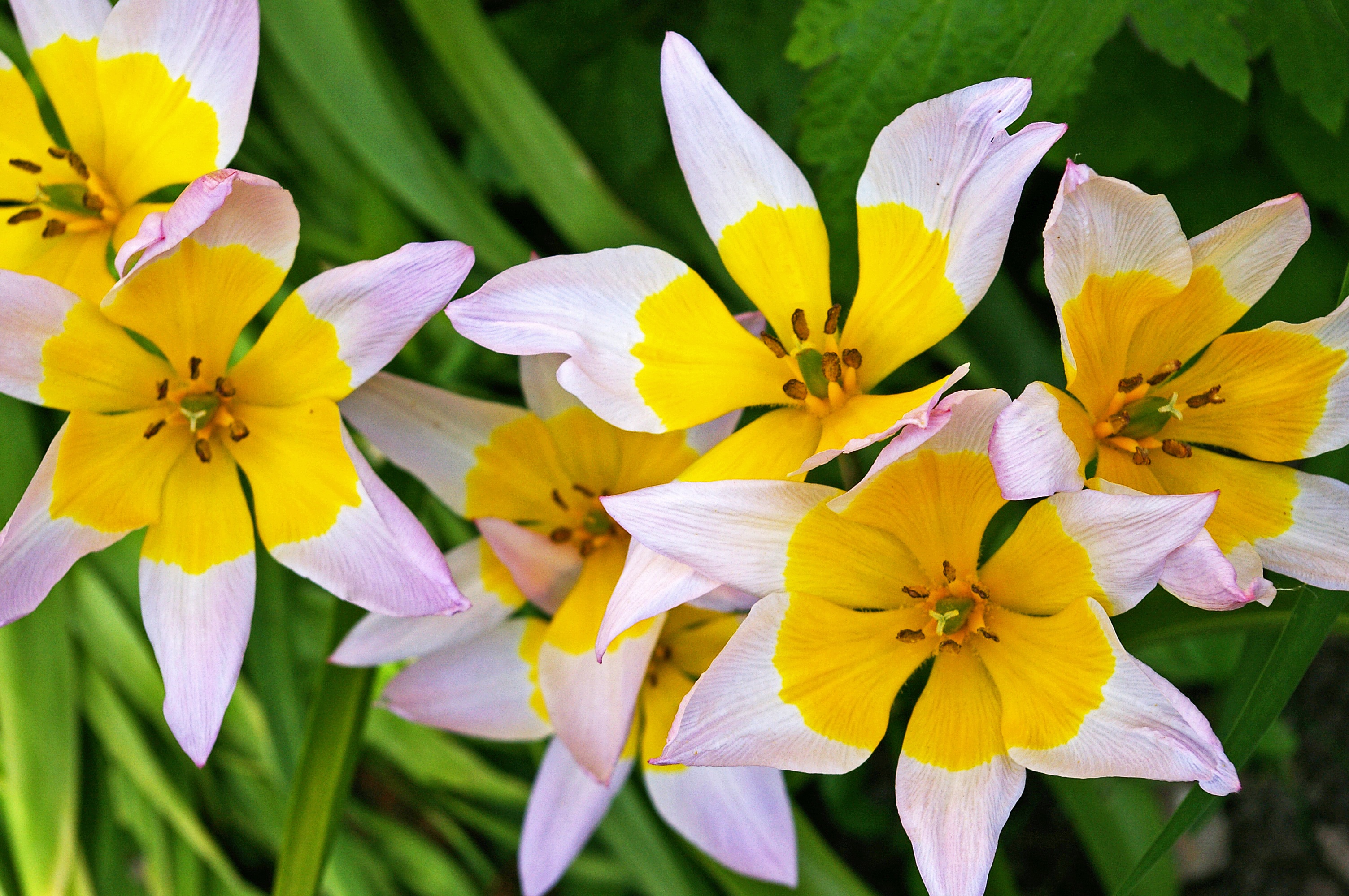 freshness, 2K, nature, beauty in nature, close-up, tulip flower, open, flower head, botany, early, summer, spring, plant, focus on foreground, flora, vulnerability, HD Wallpaper