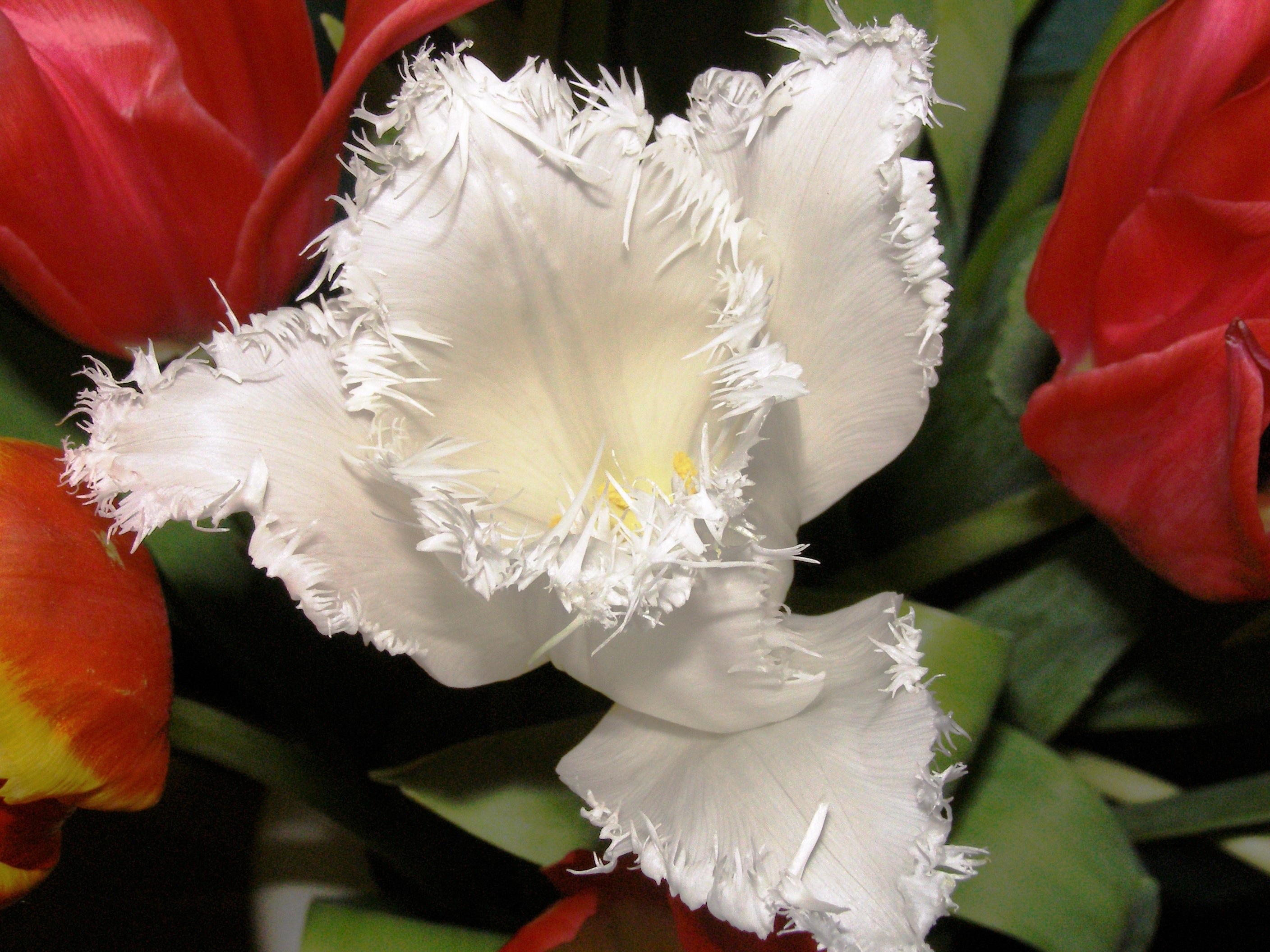 flower, flower arrangement, plant, day, 2K, close, no people, frans tulip, vulnerability, freshness, fransen, frühlingsblüher, indoors, petal, fragility, HD Wallpaper