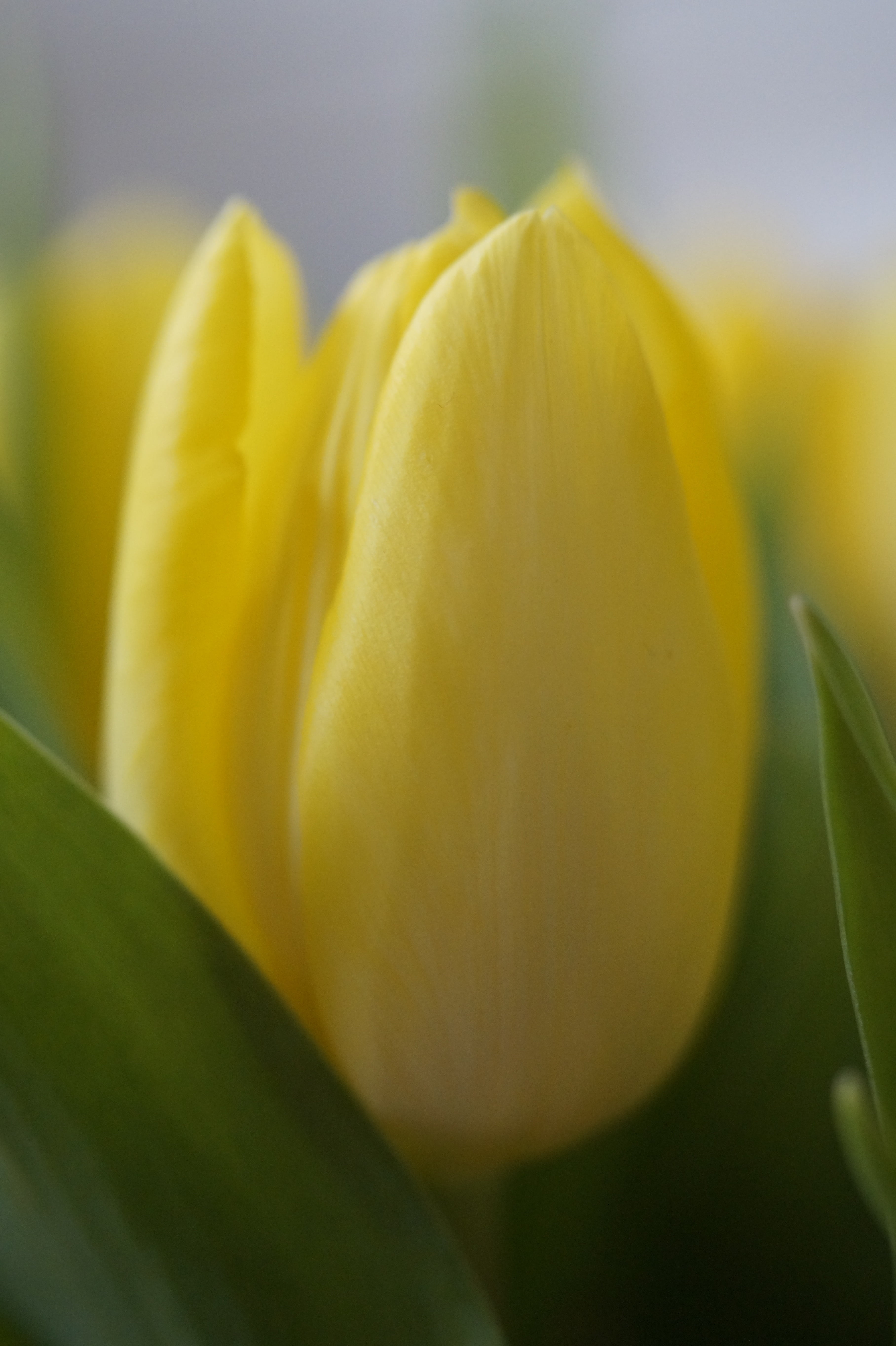 yellow flower, bouquet, selective focus, beauty in nature, no people, flowering plant, close-up, growth, yellow tumor, inflorescence, spring, tulips, bloom, Phone HD Wallpaper