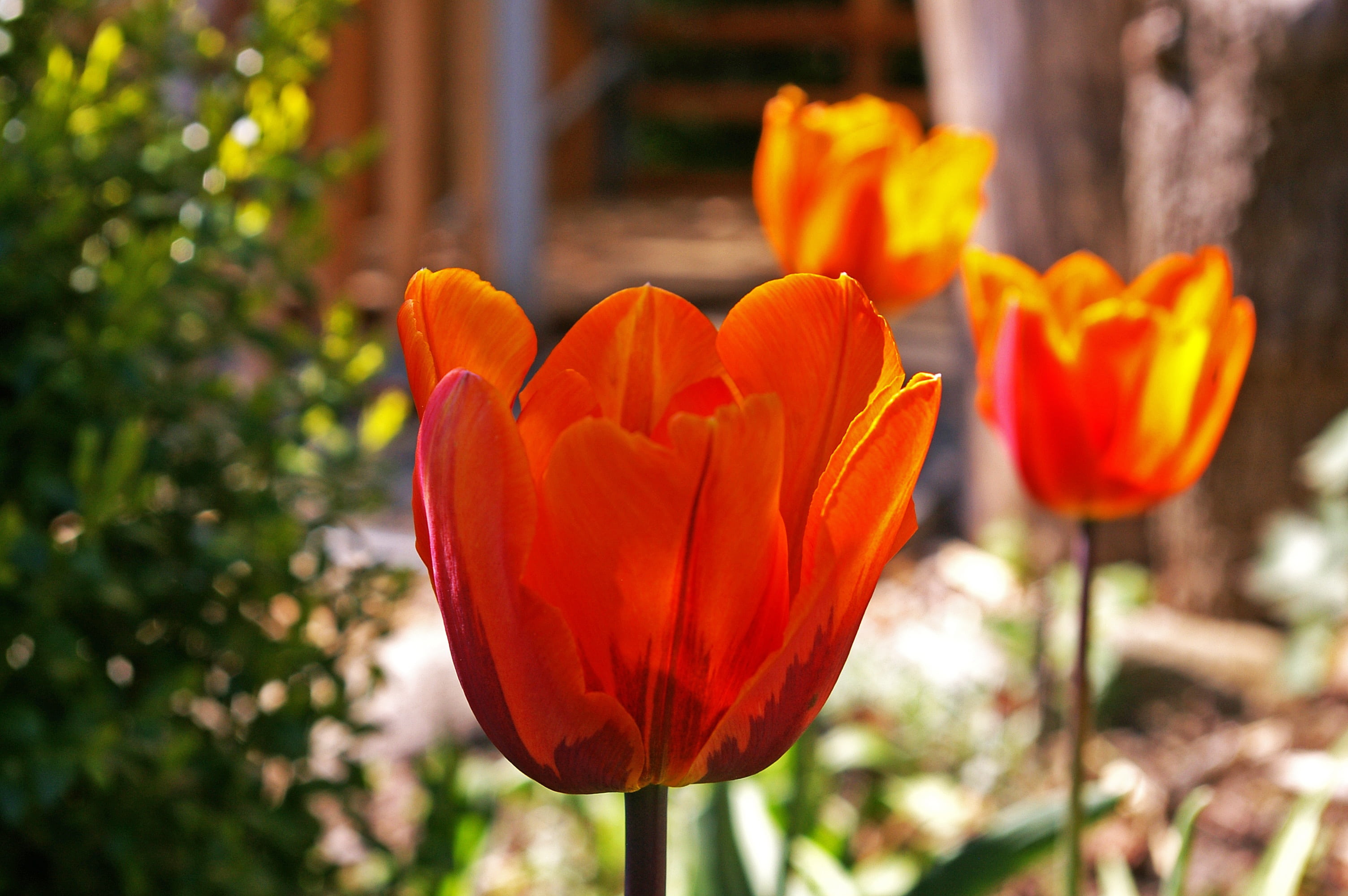 botany, nature, growth, orange color, tulip, flowerbed, season, vulnerability, greeting card, 2K, bloom, flowering plant, springtime, inflorescence, freshness, HD Wallpaper