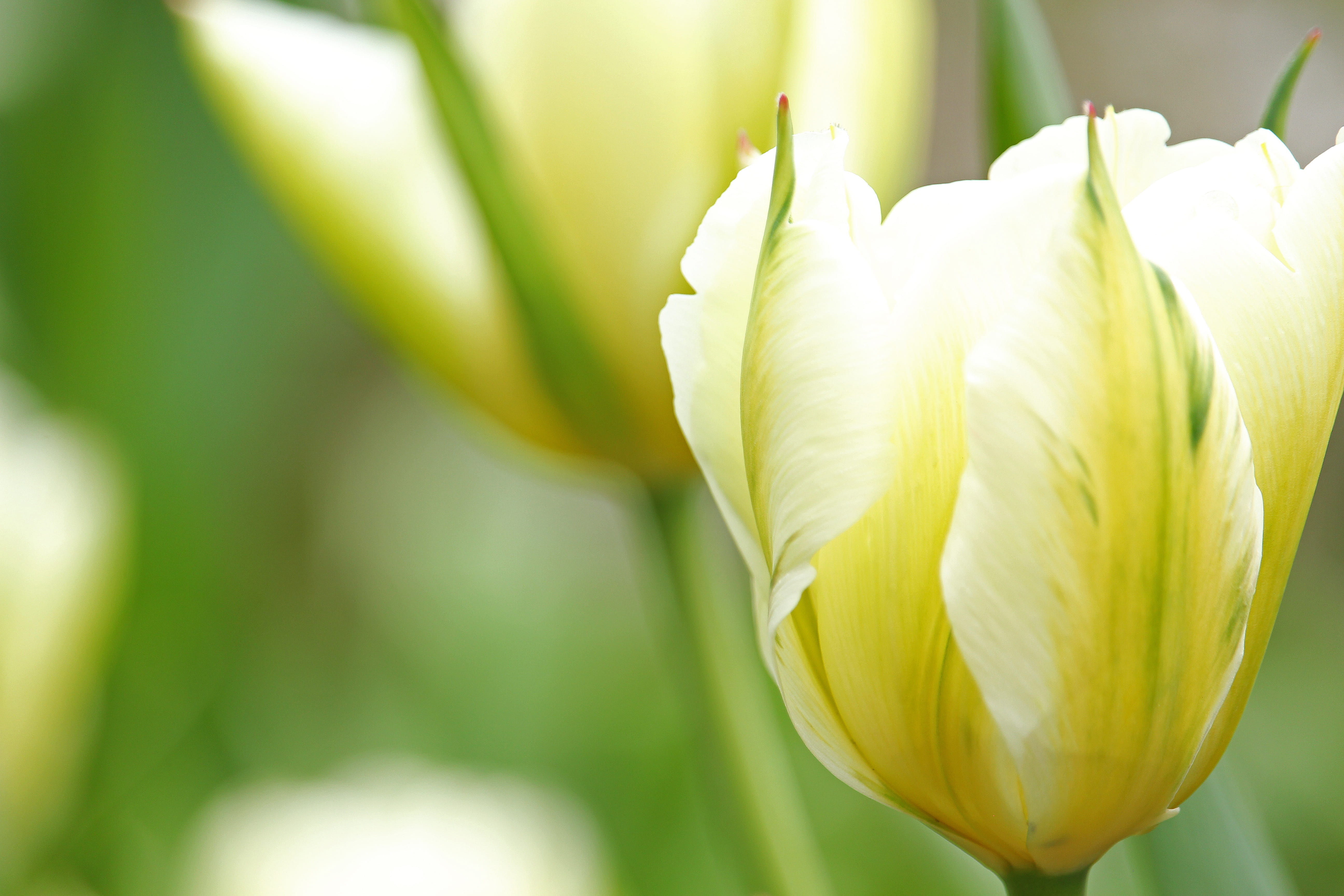5K, schnittblume, fragility, tulip, purity, springtime, growth, white color, plant, selective focus, beauty in nature, flower, freshness, breeding tulip, HD Wallpaper