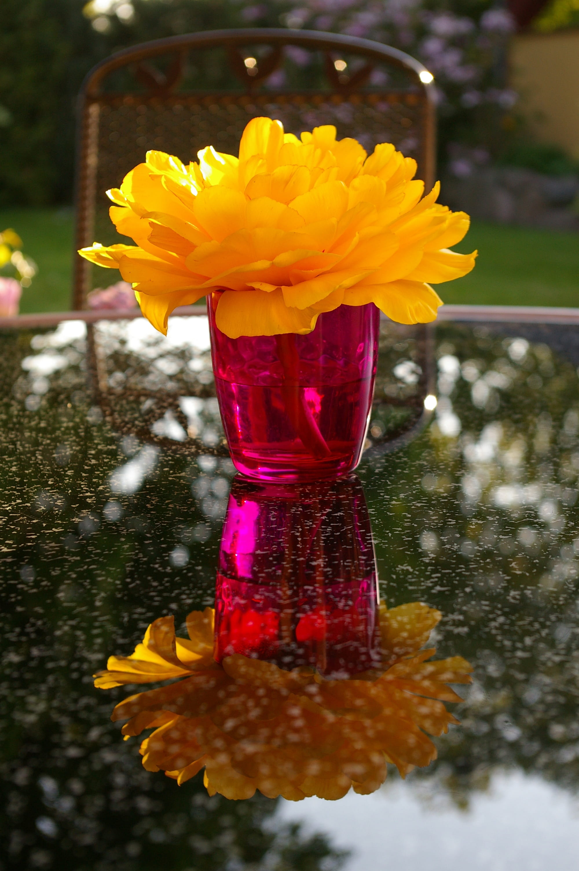 top, yellow, purple, exot, blossom, inflorescence, fragility, exotic, bloom, flowering plant, yellow tumor, outdoors, glass - material, water, flower head, Phone HD Wallpaper