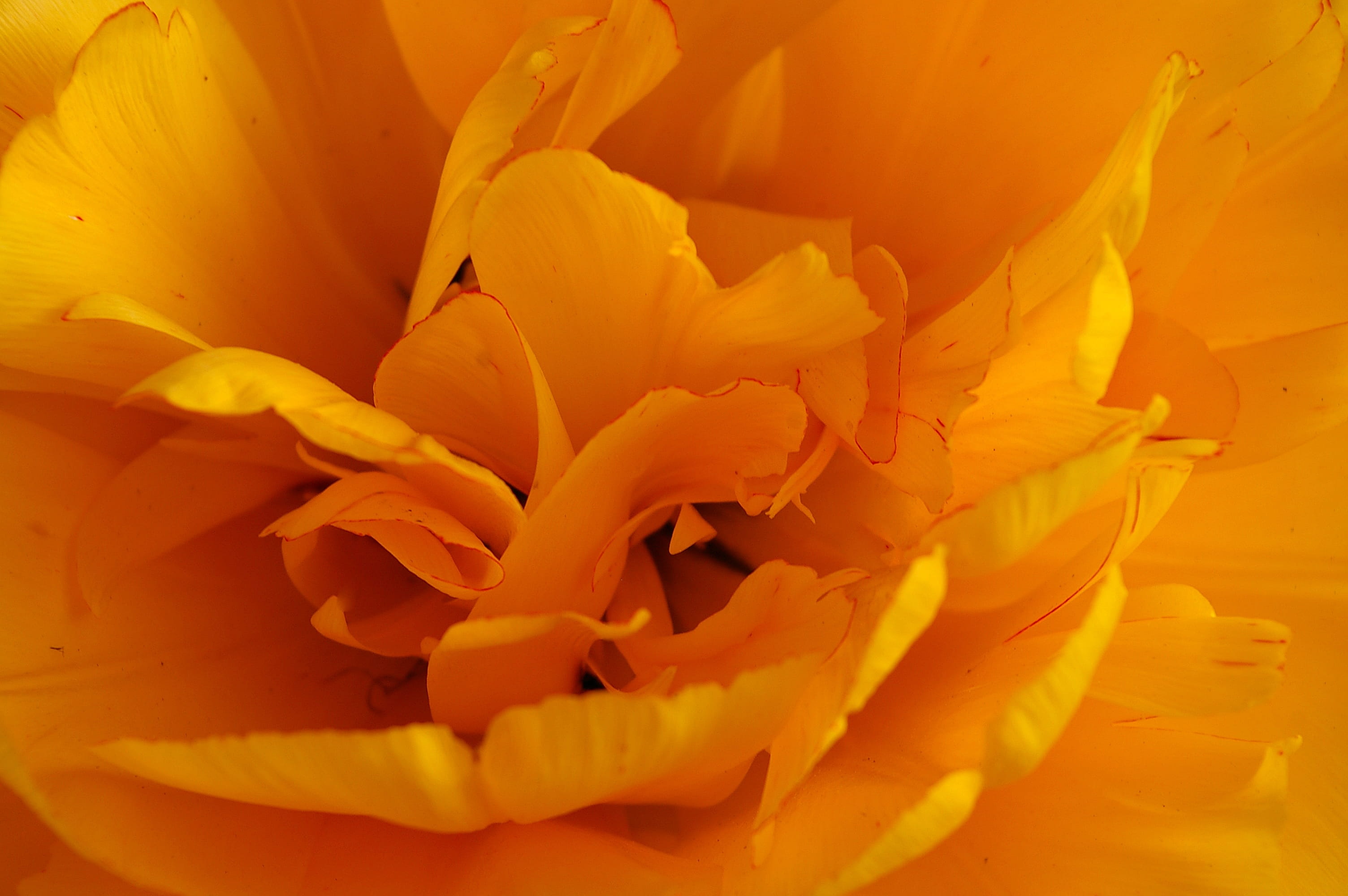 yellow tumor, vulnerability, orange color, nature, Tulip, rose - flower, full frame, blossom, growth, garden, yellow, flowering plant, exotic, spring, plant, HD Wallpaper