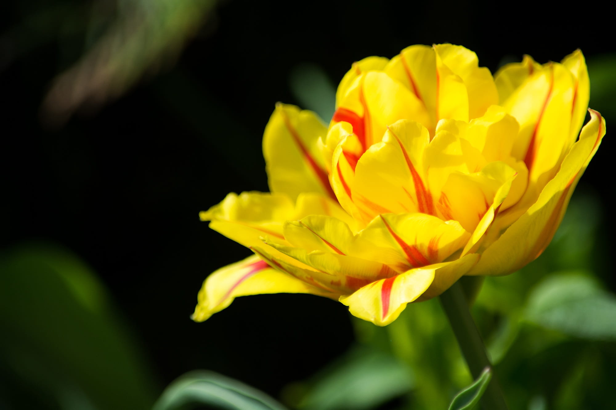 full bloom, yellow, tulip, freshness, photography, red, petal, no people, nature, close-up, fragility, blossom, plant, petals, beauty in nature, outdoors, HD Wallpaper