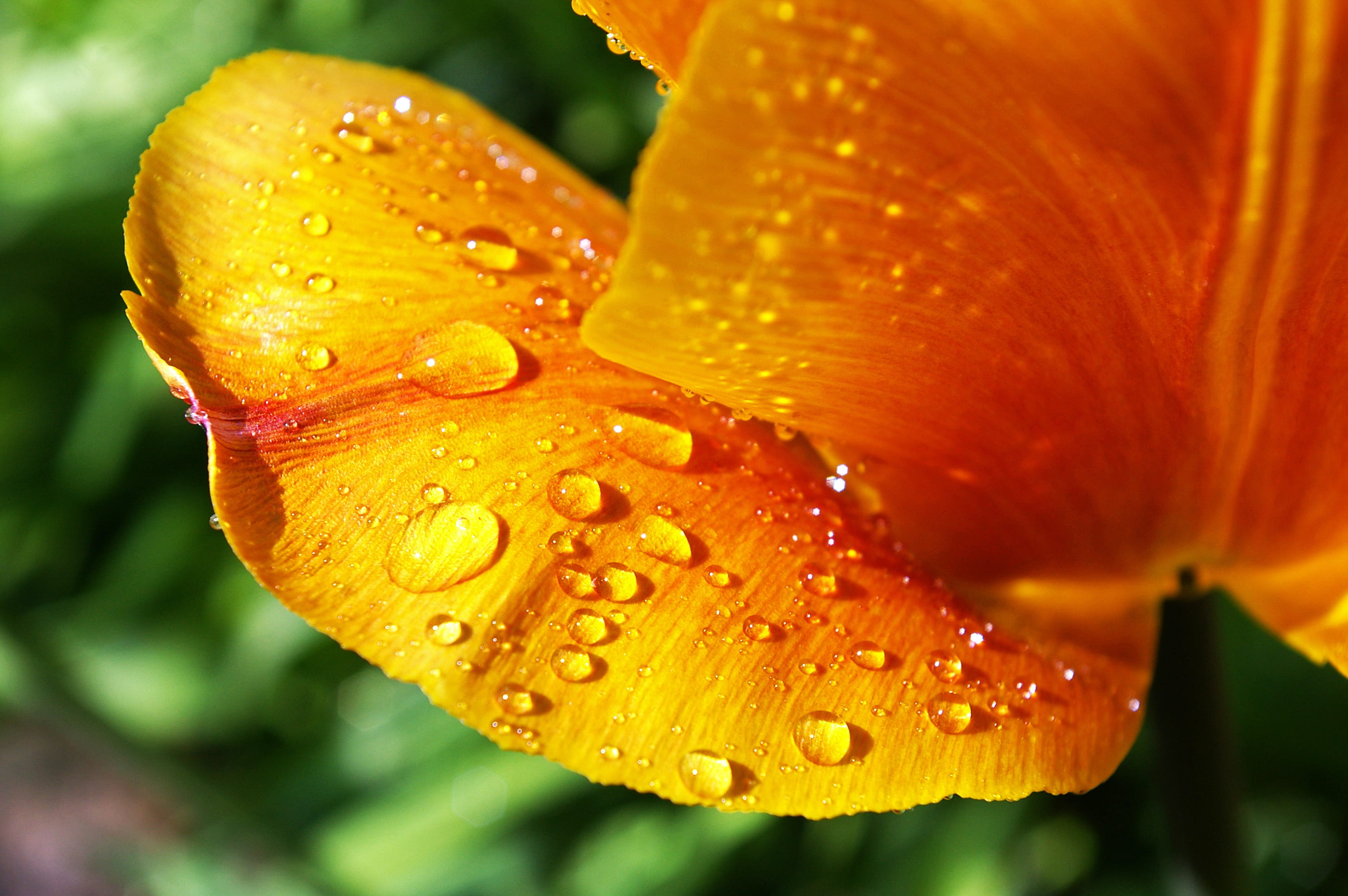 springtime, pollen, rain, spring, schnittblume, blossom, no people, wet, close-up, bloom, water, freshness, beautiful, tulip field, nature, decoration, HD Wallpaper