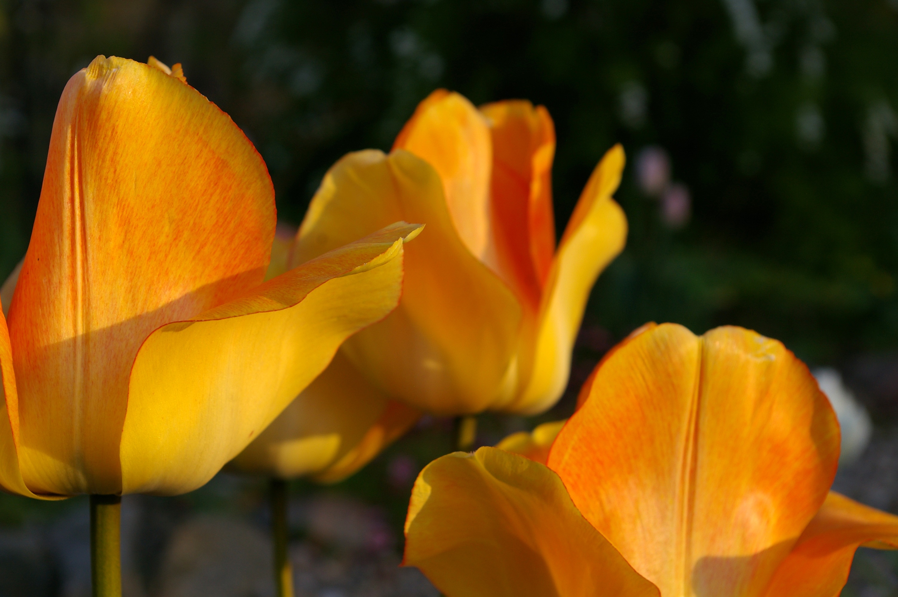 blossom, bloom, freshness, flora, decor, focus on foreground, awakening, nature, plant, flower, tulips, close-up, petals, vulnerability, petal, outdoors, HD Wallpaper