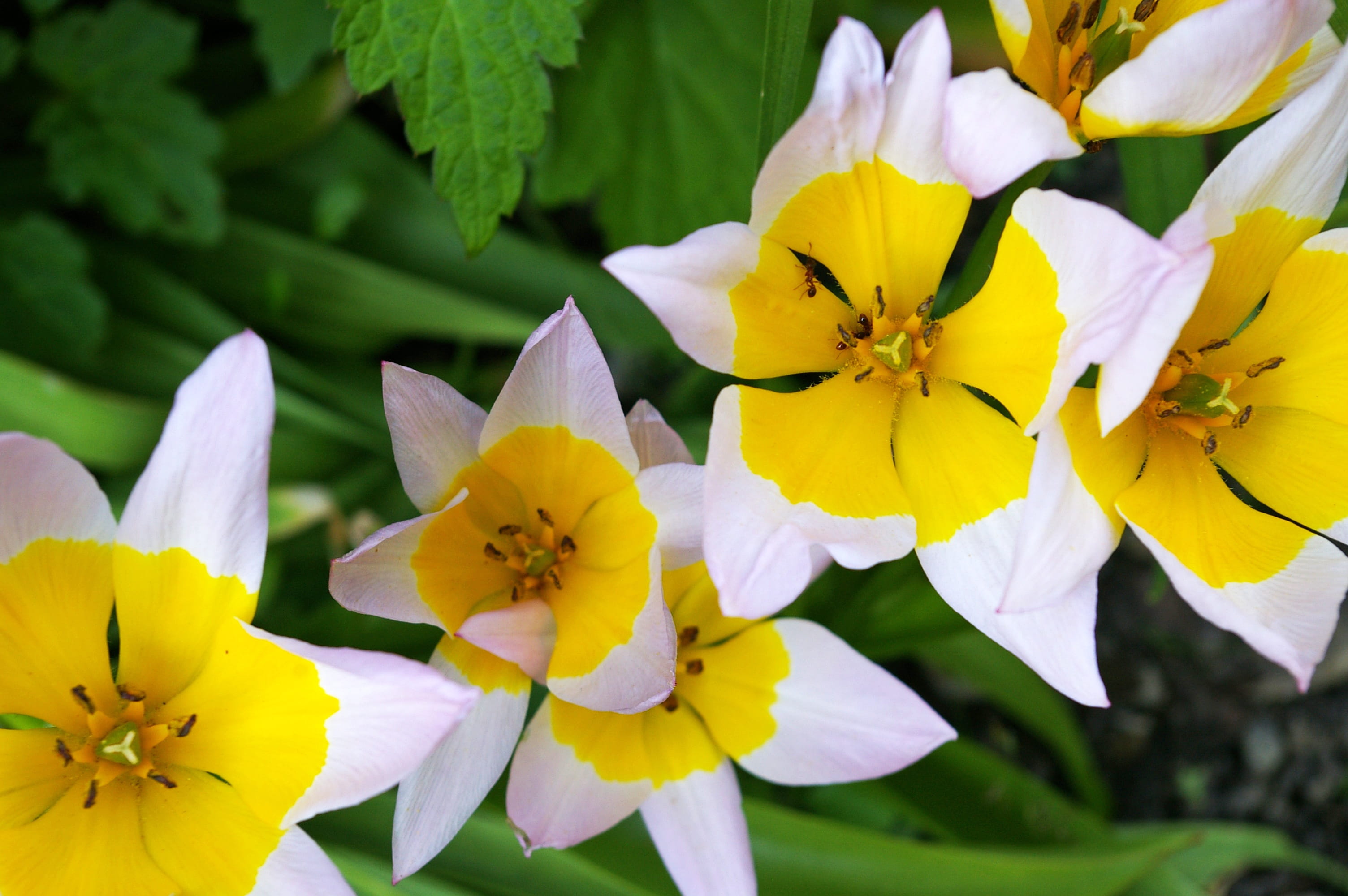 flower bed, beautiful, animal wildlife, flower bulb, decor, flowering plant, nature, animals in the wild, spring, 2K, vulnerability, freshness, bicolor tulip, HD Wallpaper