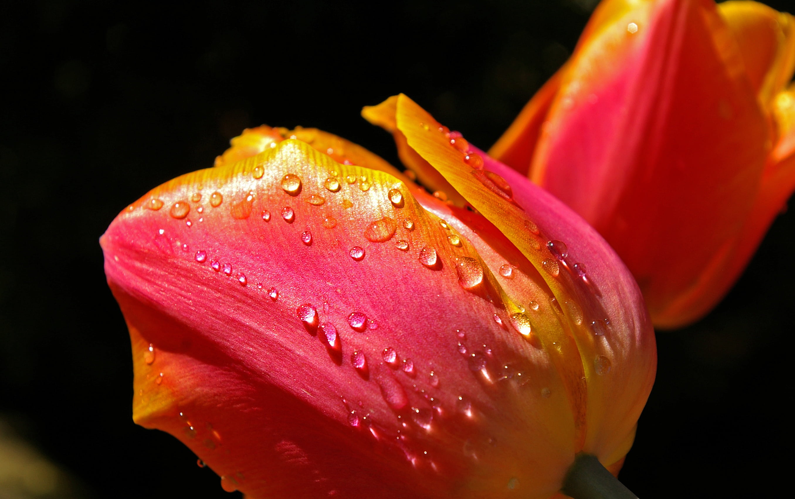 spring greetings, tulip field, drop, close-up, inflorescence, bright, yellow tumor, water, blossomed, beautiful, flora, petal, raindrop, black background, HD Wallpaper