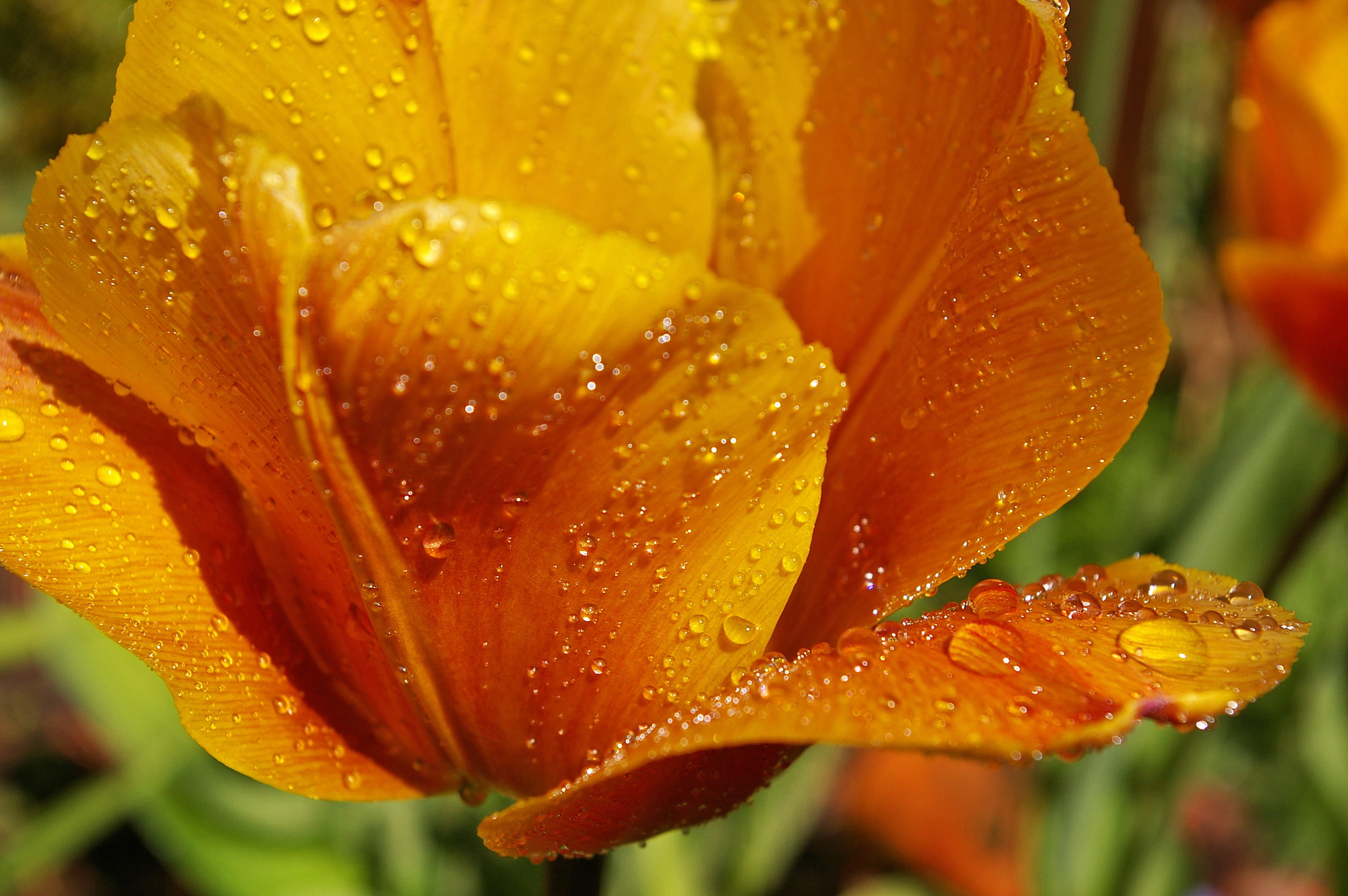drop, inflorescence, vulnerability, garden, tulip field, petal, daytime, rain, schnittblume, beautiful, flower head, dew, drop of water, 2K, bloom, rainy season, HD Wallpaper
