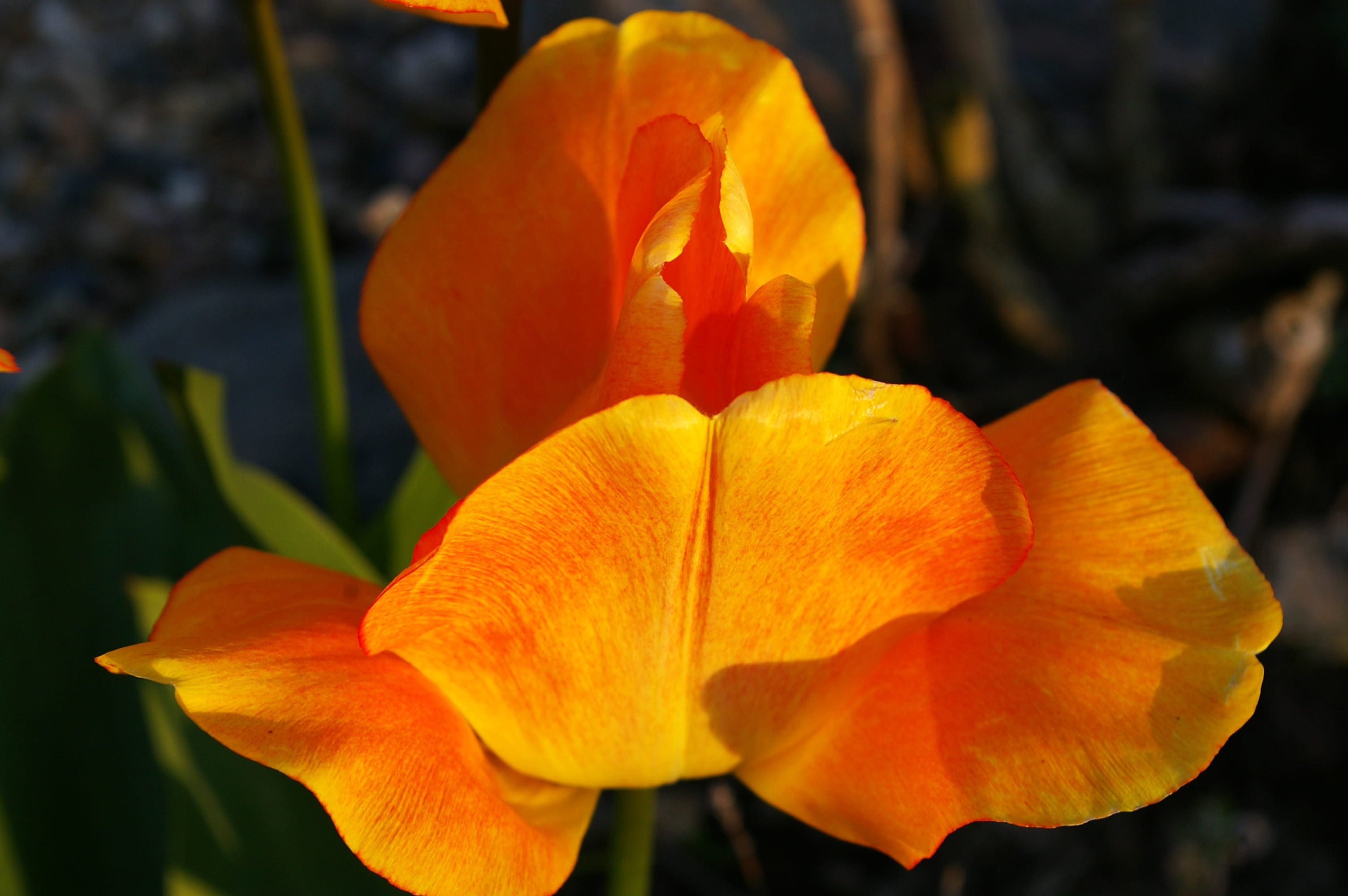 garden, orange color, outdoors, blossom, flowering plant, flower bulb, 2K, plant, no people, beautiful, tulips, botany, decor, bloom, orange tulip, freshness, HD Wallpaper