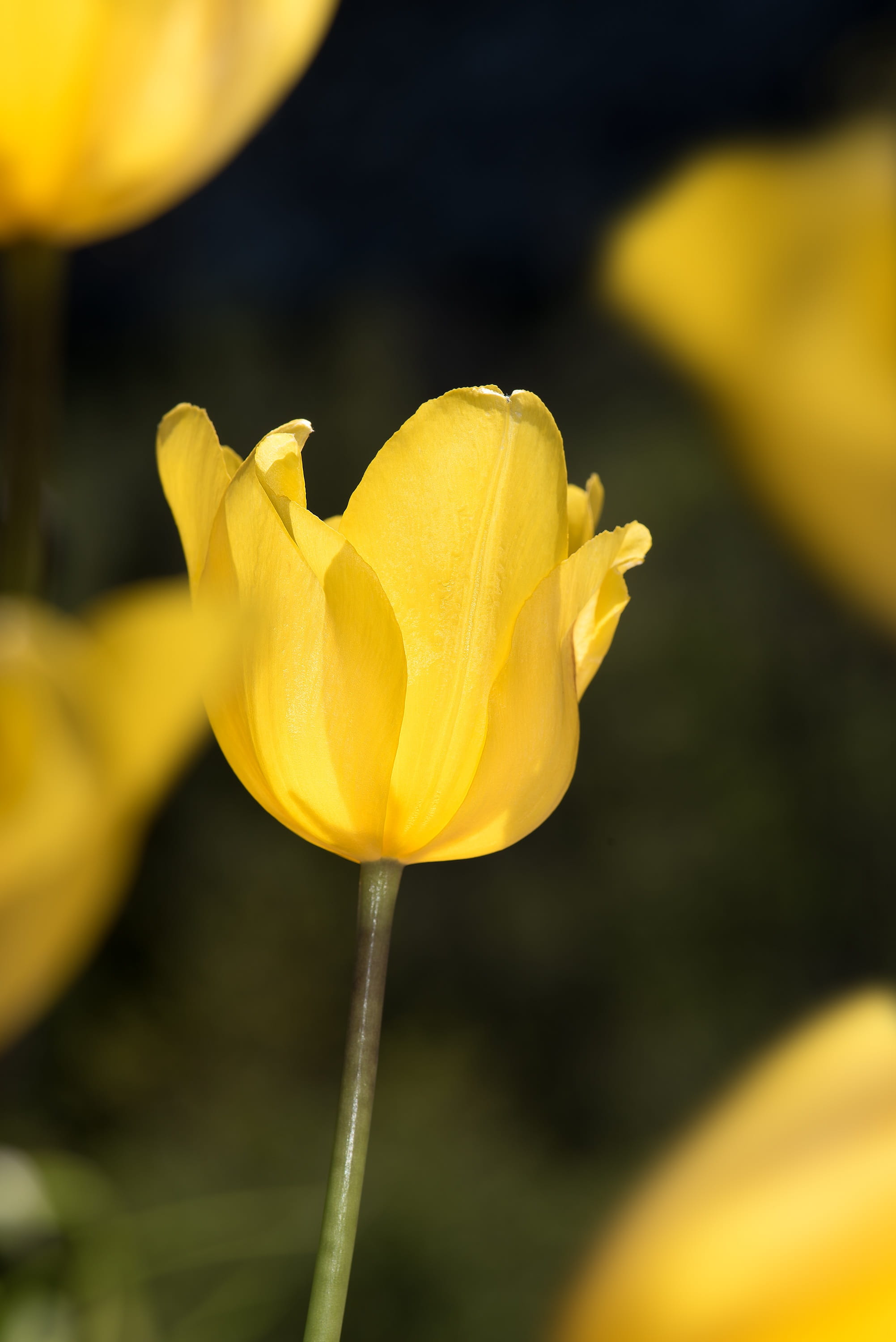 no people, day, vulnerability, flowers, Tumor, inflorescence, spring, bright, photography, outdoors, Yellow, floral photography, sepal, Flower, yellow tumor, Phone HD Wallpaper