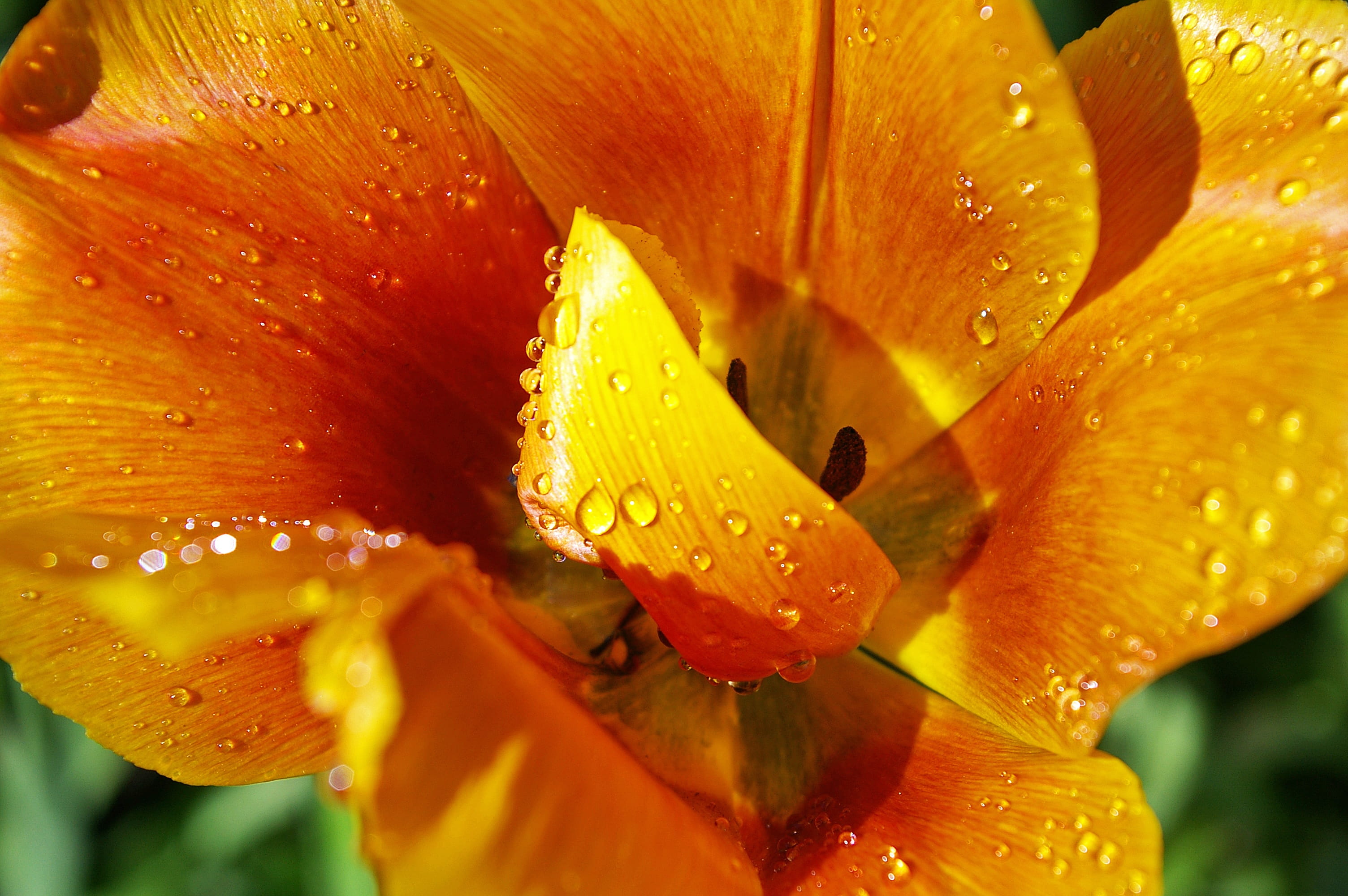 flower Head, flowers, macro, flowering plant, raindrop, freshness, flora, dew, blossomed, Tumor, Close, petal, no people, plant, schnittblume, summer, spring greetings, HD Wallpaper