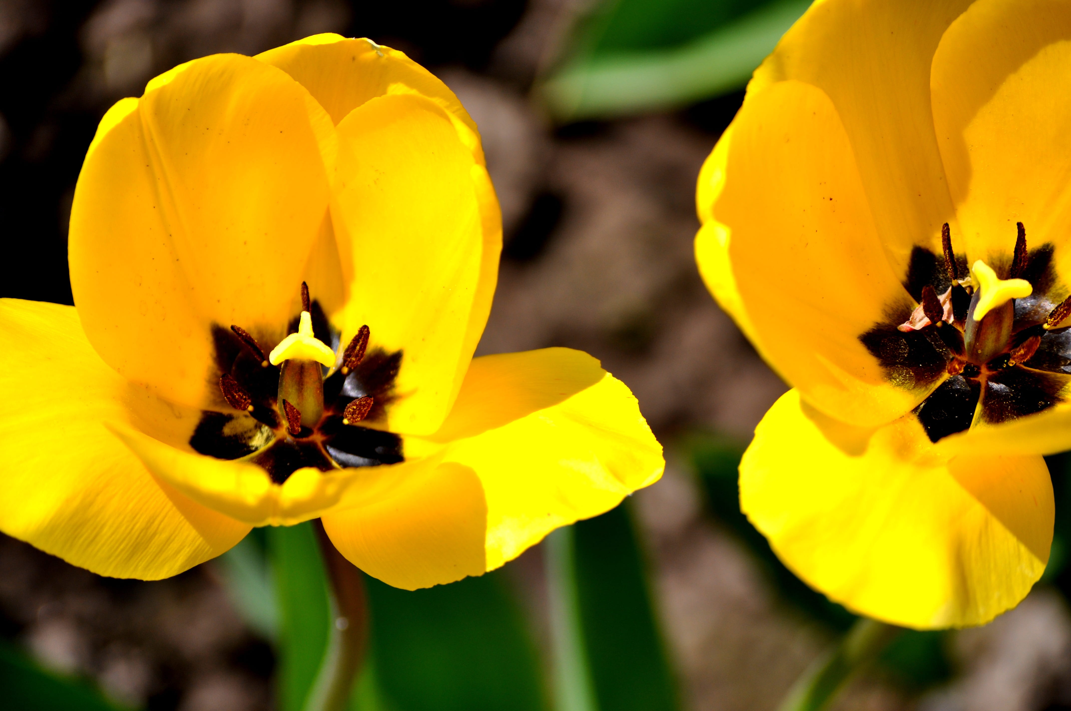 inflorescence, focus on foreground, nature, tulip, petal, 4K, vulnerability, yellow tumor, vibrant color, flowers, no people, close-up, beauty in nature, HD Wallpaper