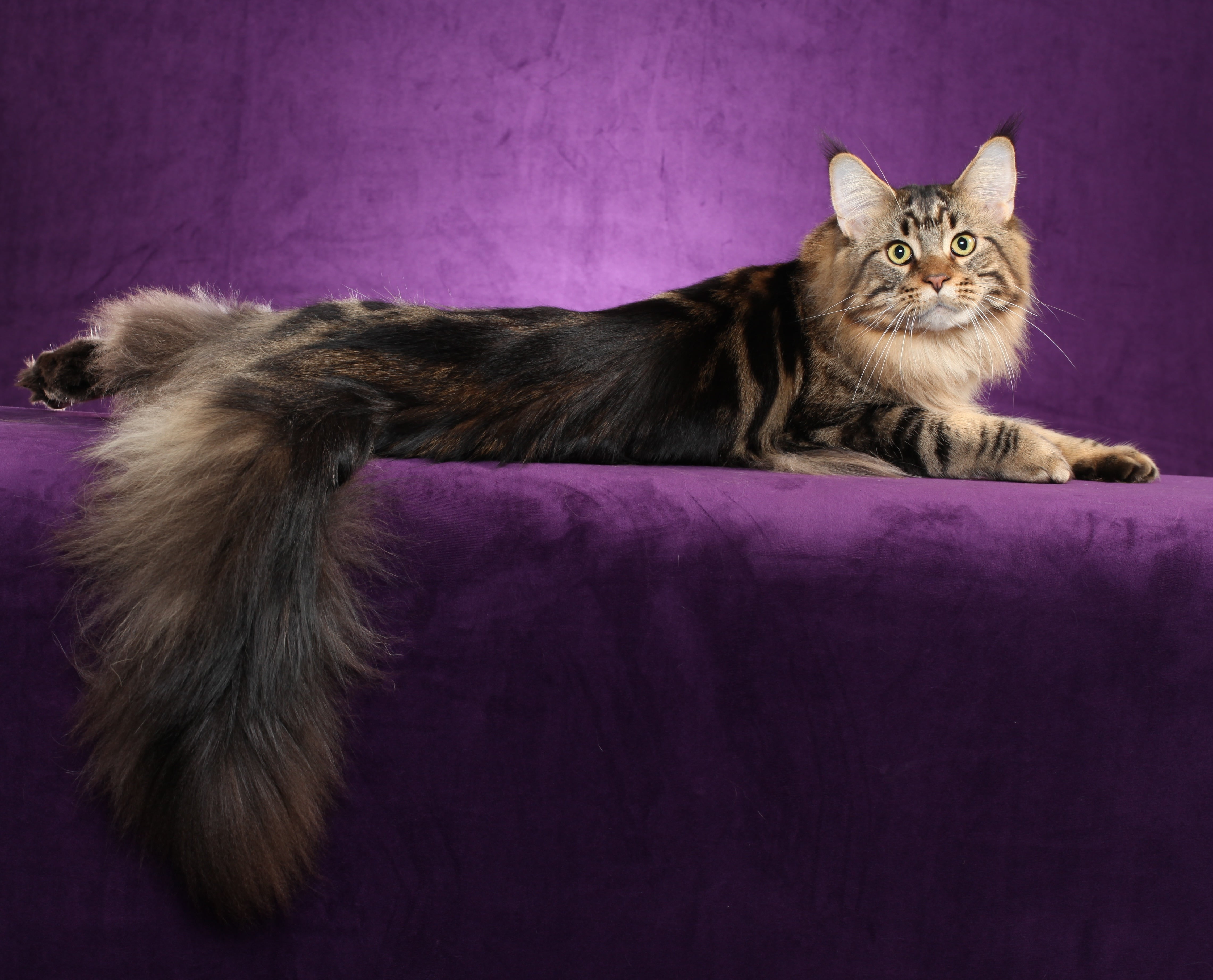 fur, pets, young Animal, looking at camera, fluffy, cute, tail, one Animal, beautiful, feline, animal themes, no people, 4K, domestic Cat, relaxation, HD Wallpaper