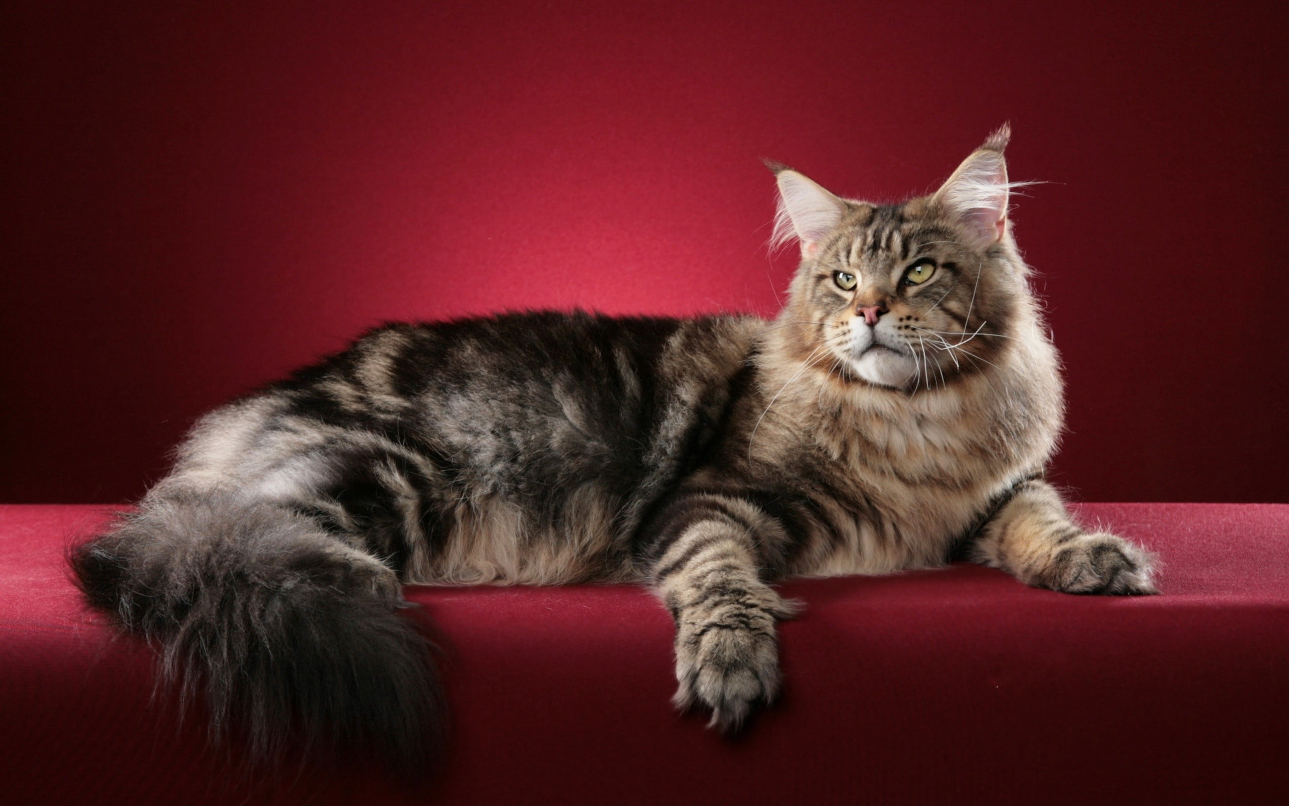 relaxation, red, small, studio Shot, gray, maine coon, no People, looking, playful, whisker, sitting, purebred Cat, paw, indoors, mammal, kitten, domestic Animals, HD Wallpaper
