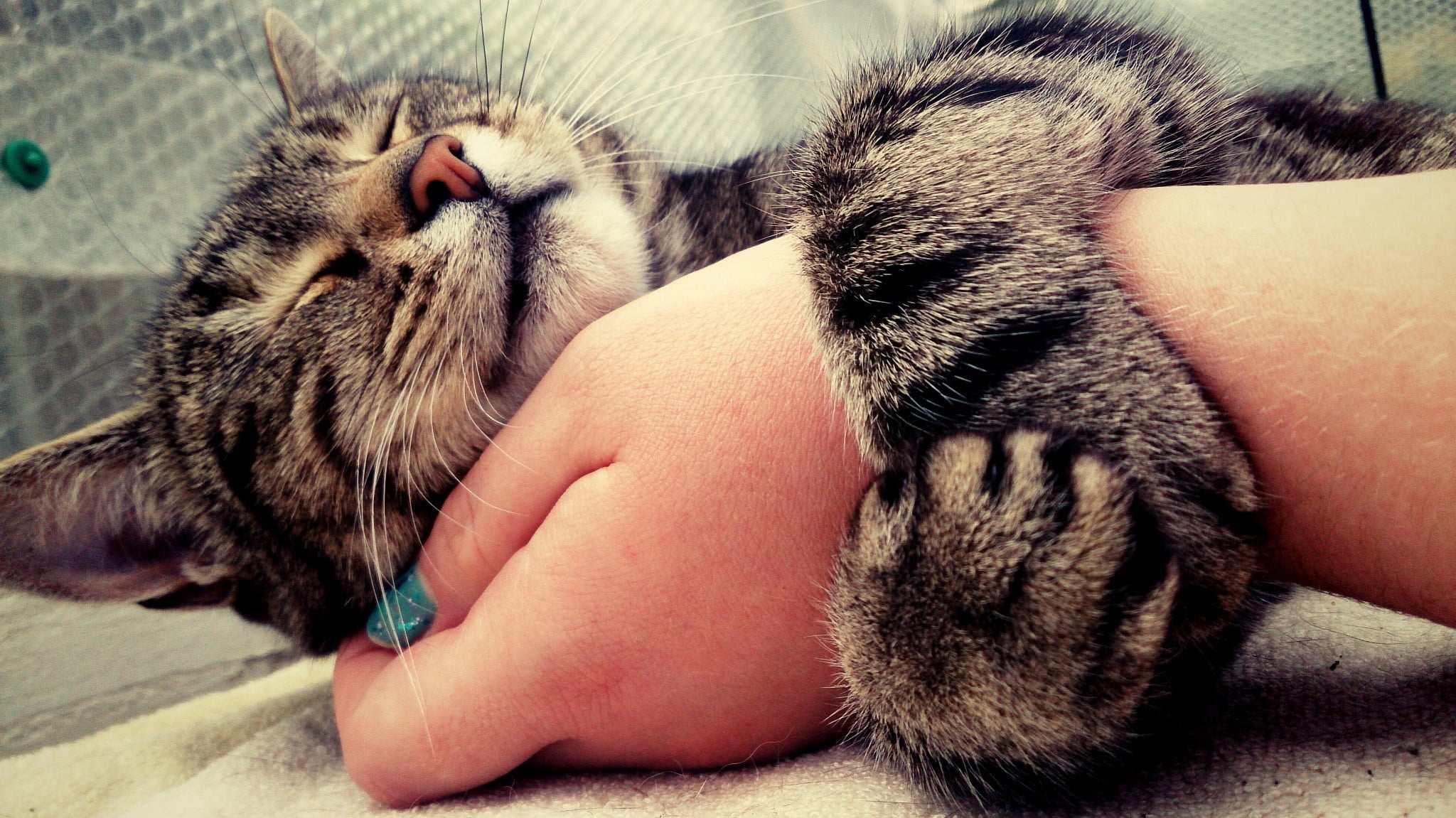 care, hand, close-up, real people, whisker, eyes closed, domestic animals, feline, relaxation, animal themes, animals, human hand, one person, vertebrate, HD Wallpaper