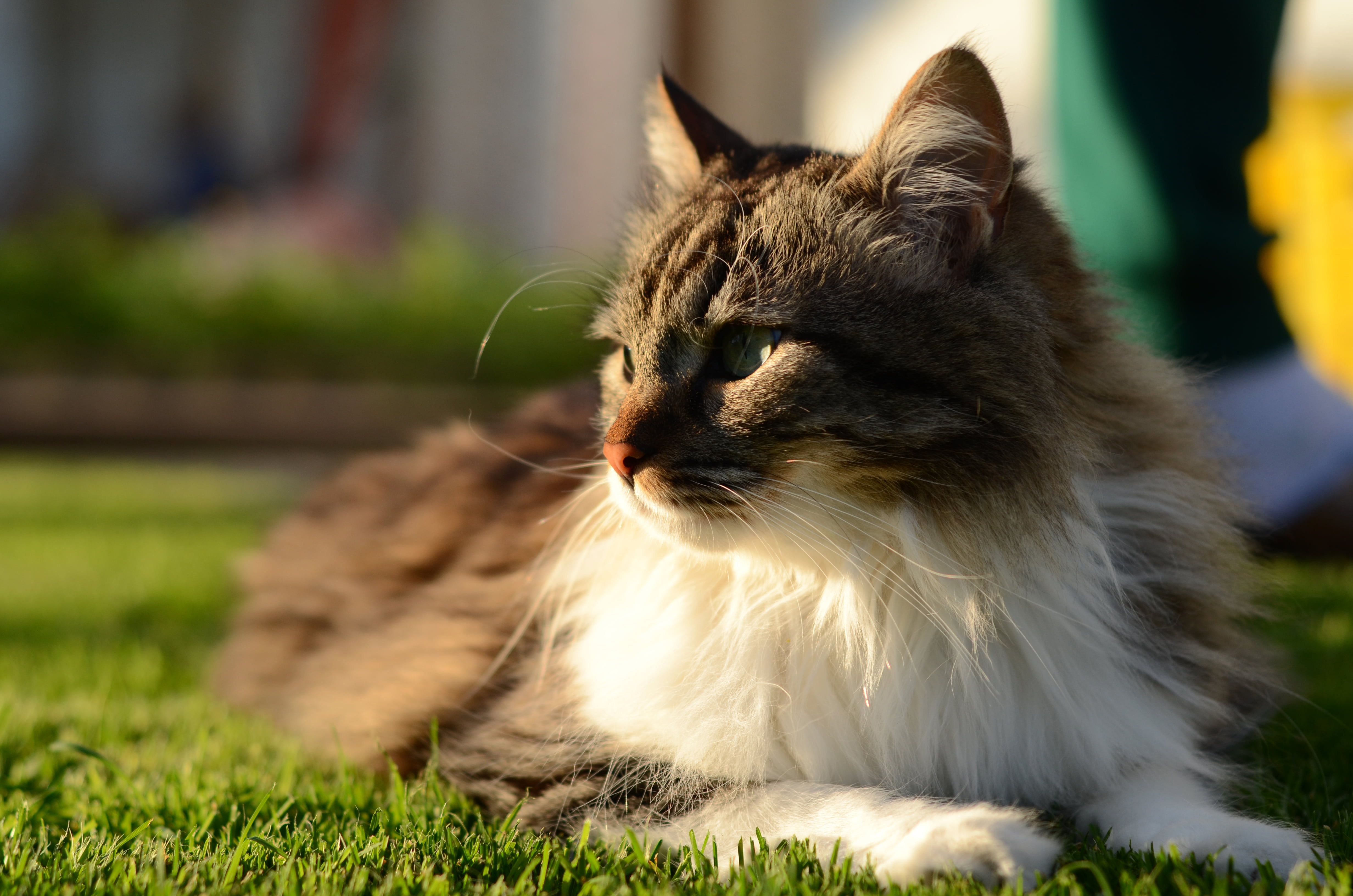 mammal, coon, domestic Animals, feline, nature, tilt, on top, maine, cute, top, animal, shot, zelda, furry, outdoors, lens, spring, friends, grass, green grass, HD Wallpaper