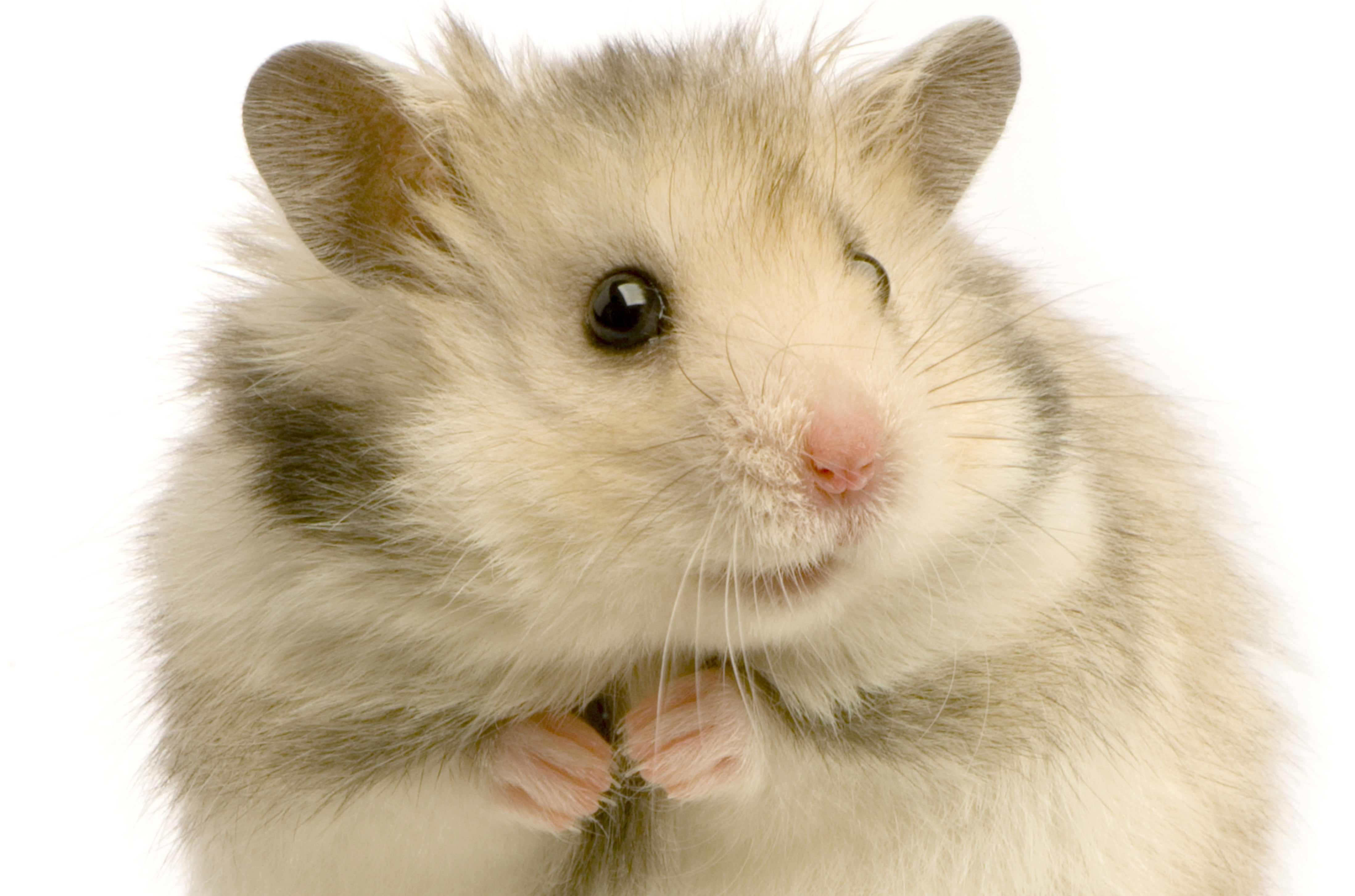 mammals, close-up, white Background, rodent, fur, animal eye, front View, brown, isolated, indoors, looking, whisker, young Animal, color Image, feathers, HD Wallpaper