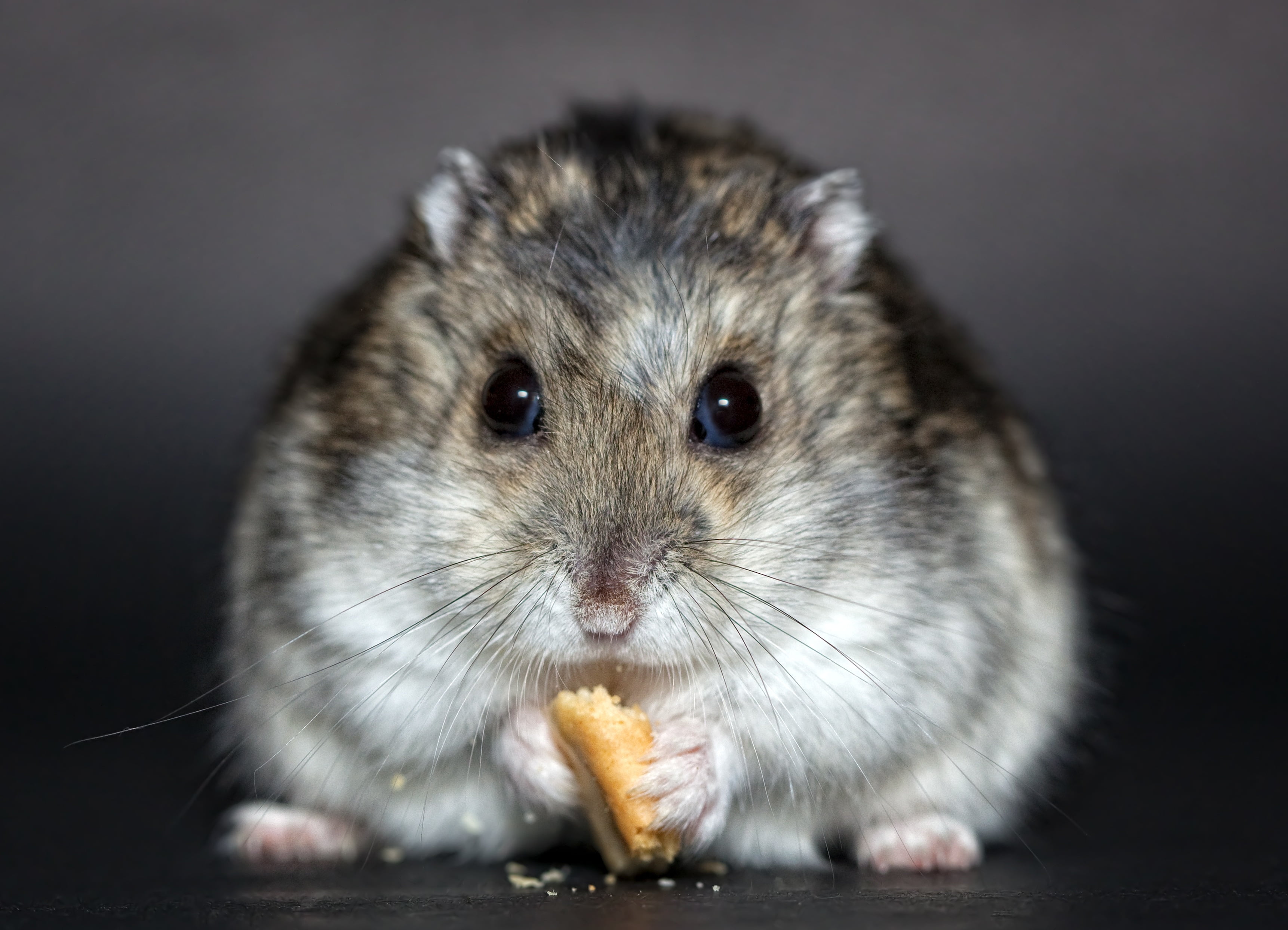 food and drink, gray, hungry, animal themes, food, fluffy, one Animal, young Animal, cute, domestic Animals, close-up, fur, hamster, chinchilla, looking, HD Wallpaper