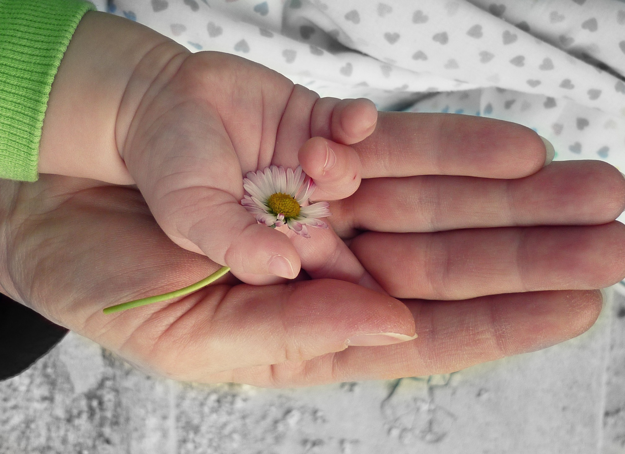 parents, focus on foreground, eternal love, feeling, vulnerability, beauty in nature, finger, real people, flowering plant, lifestyles, nature, eternity, HD Wallpaper