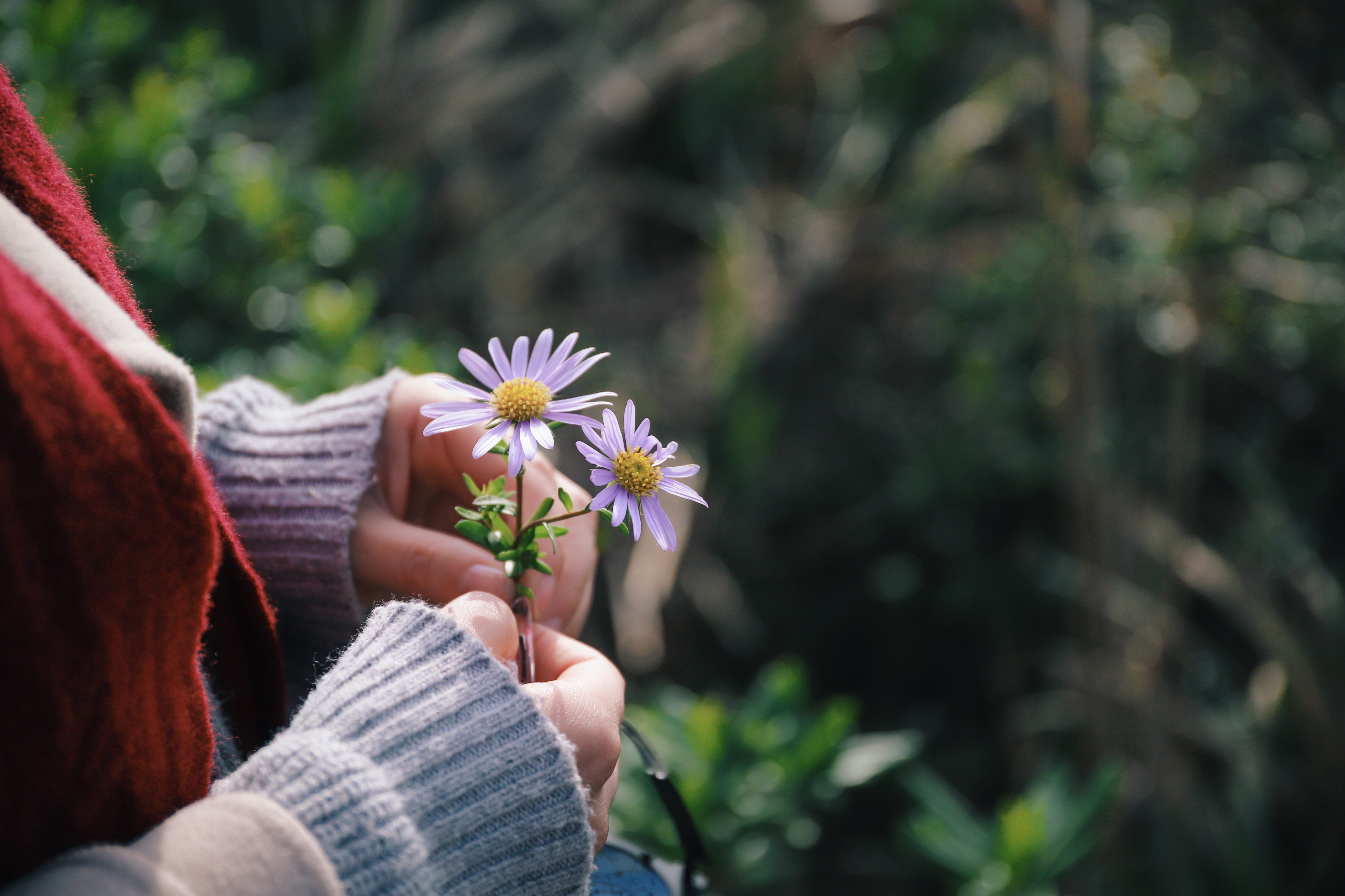 hand, flower head, nature, close-up, plant, person, aster, woodland, flowering plant, flower, ornamental garden, flowers, outdoors, focus on foreground, HD Wallpaper