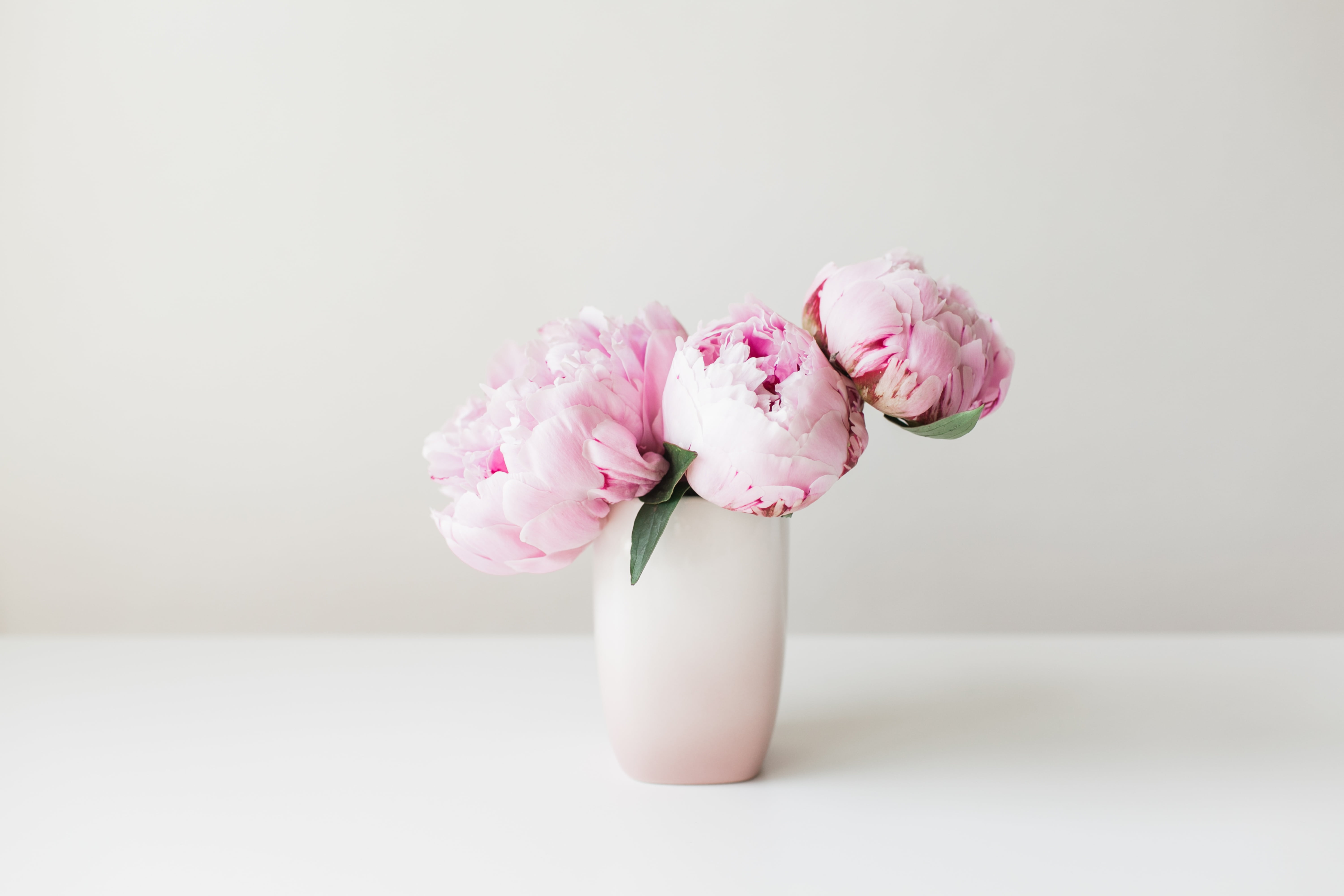 table, pink color, celebration, flowers, indoors, no people, plant, flower head, flower arrangement, studio shot, vulnerability, 5K, inflorescence, copy space, HD Wallpaper