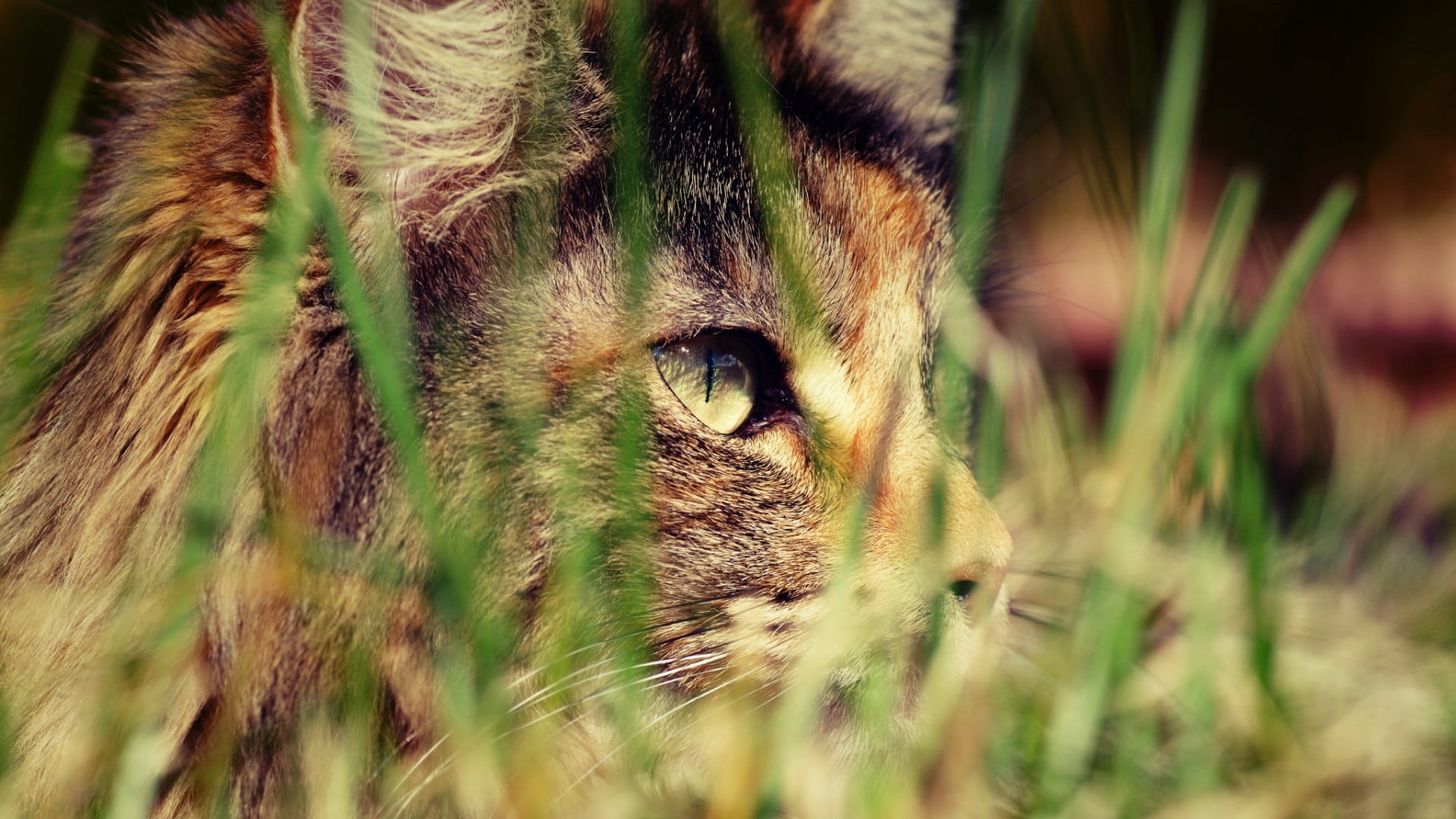 animal head, animal, animal eye, black, animal themes, worms eye view, close-up, mammals, plant, grass, domestic animals, animals, mammal, field, selective focus, HD Wallpaper