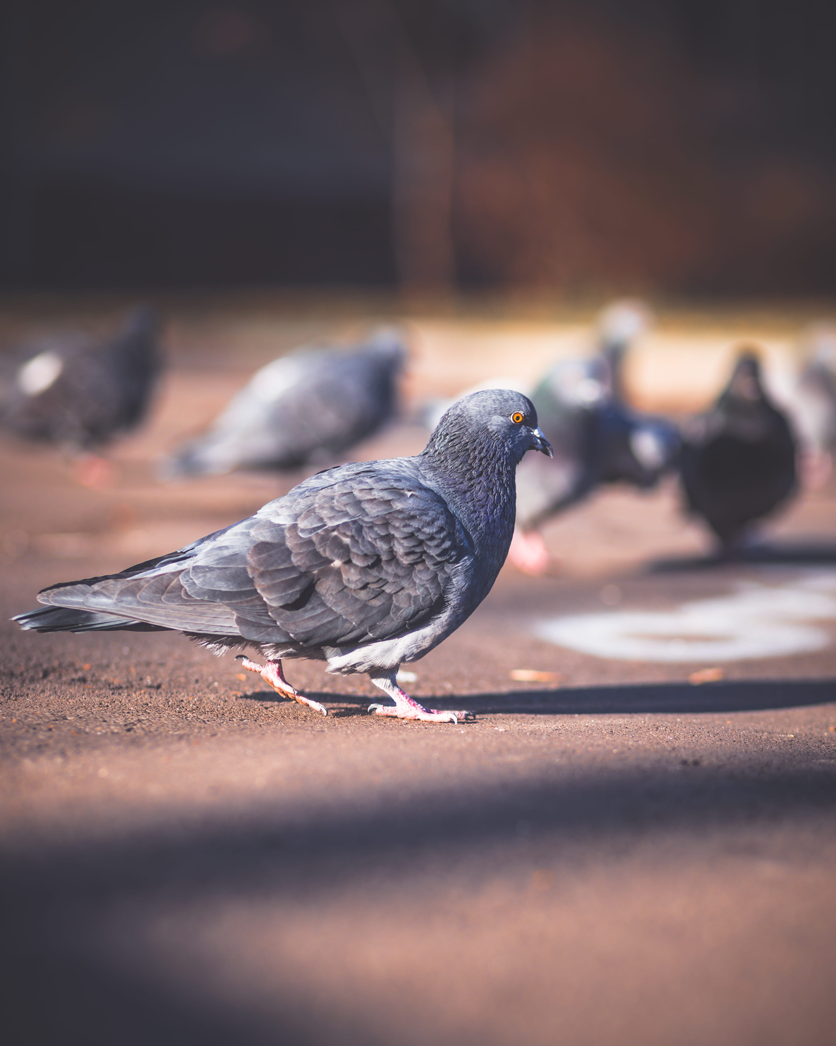 close-up, finger, animal wildlife, focus, bokeh, dirty, finch, ground, walking, dove, perching, street, city, beak, animals in the wild, city life, pigeon, Phone HD Wallpaper