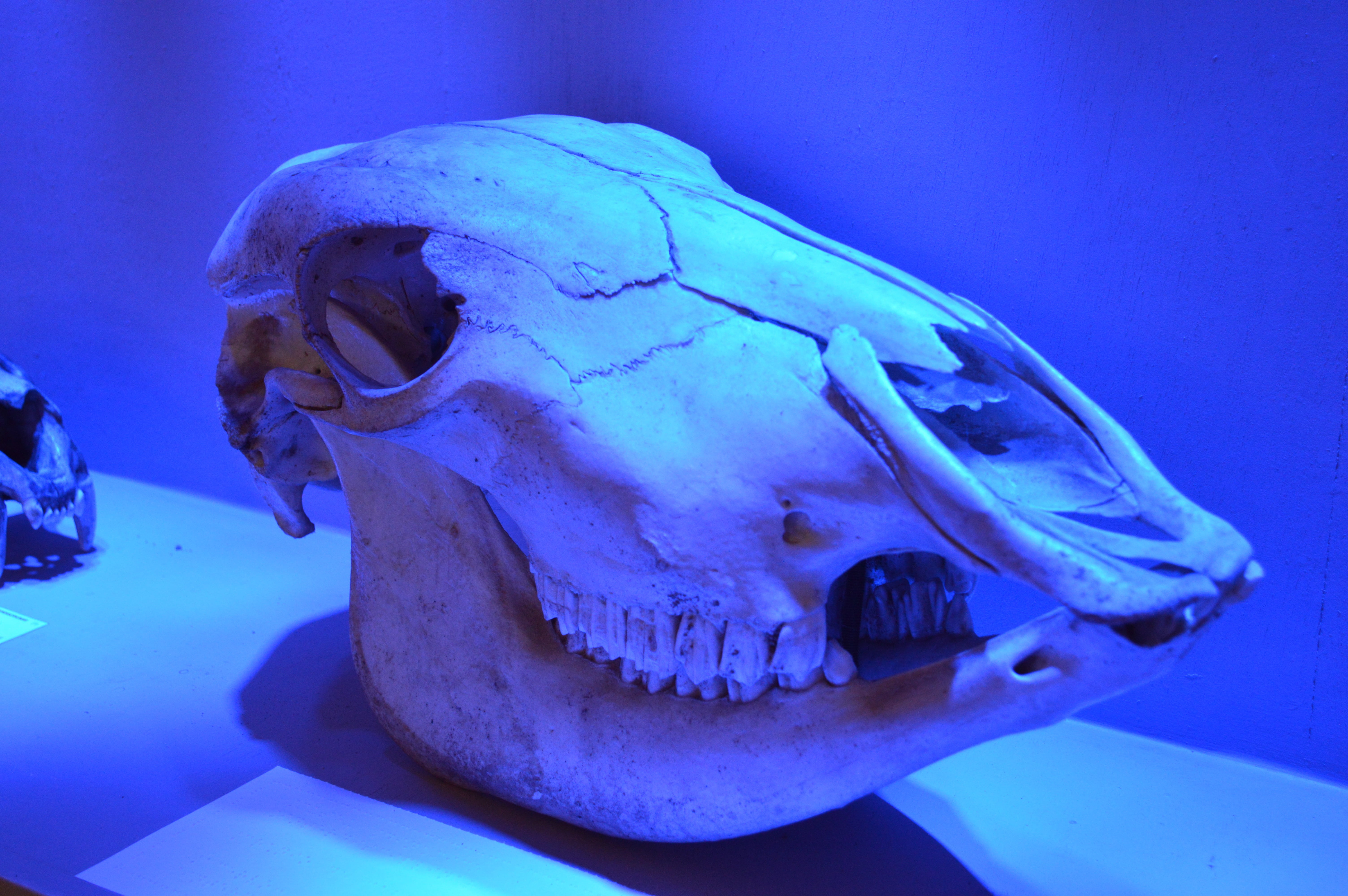 close-up, animal head, animal wildlife, horse, animal teeth, indoors, 5K, cranio, fish, animal skull, one animal, water, sea life, no people, animals in the wild, HD Wallpaper