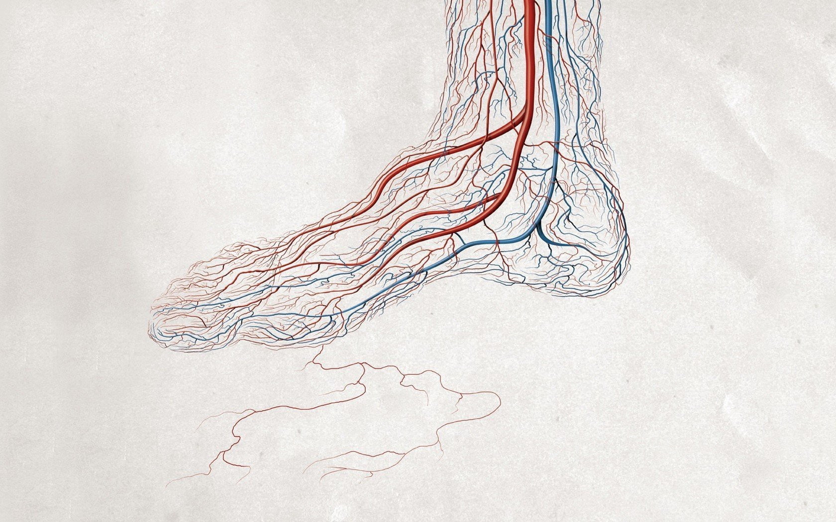 biology, medicine, feet, 720P, simple background, veins, minimalism, digital art, blood, legs, HD Wallpaper