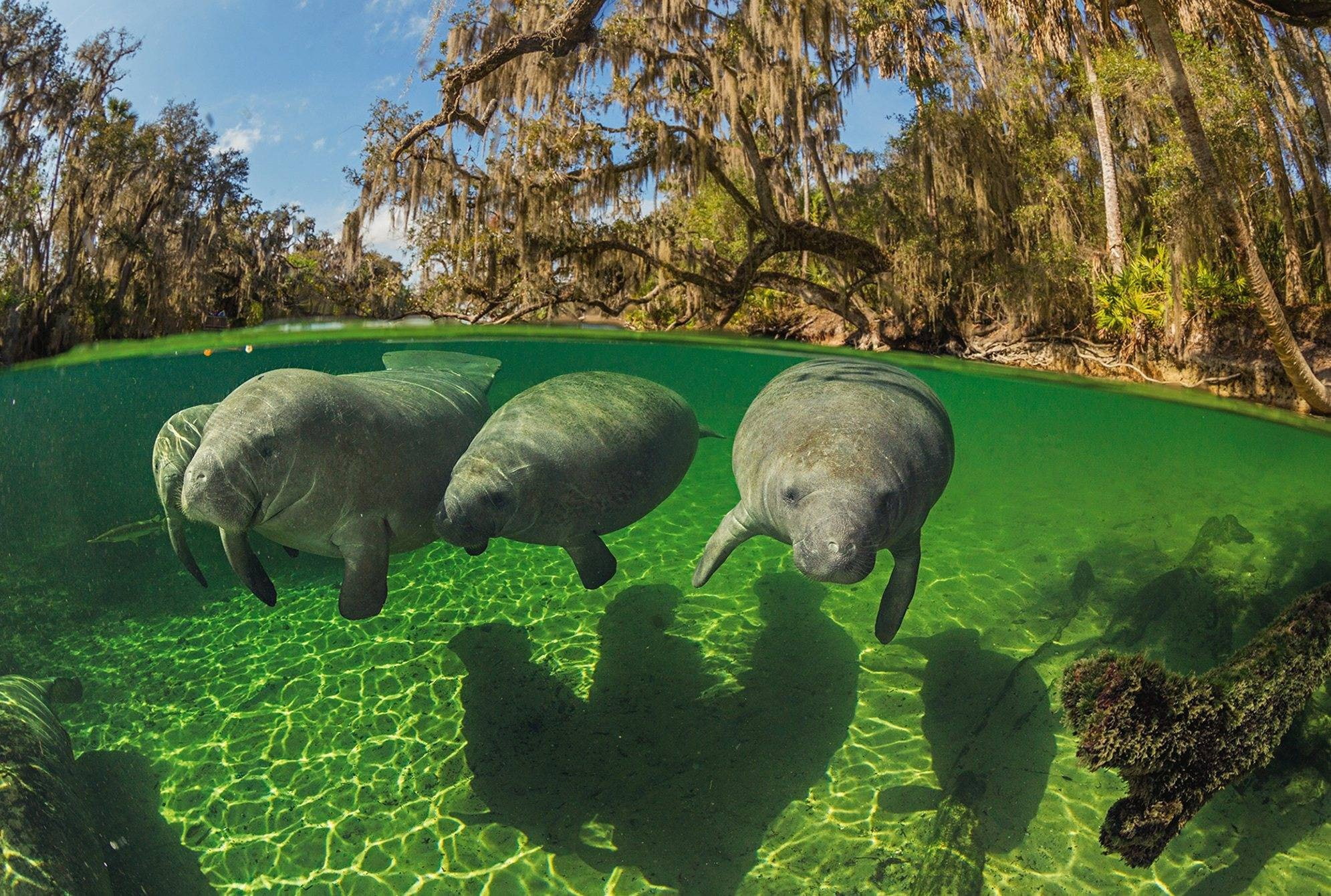 animals, 1080P, manatee, split view, HD Wallpaper
