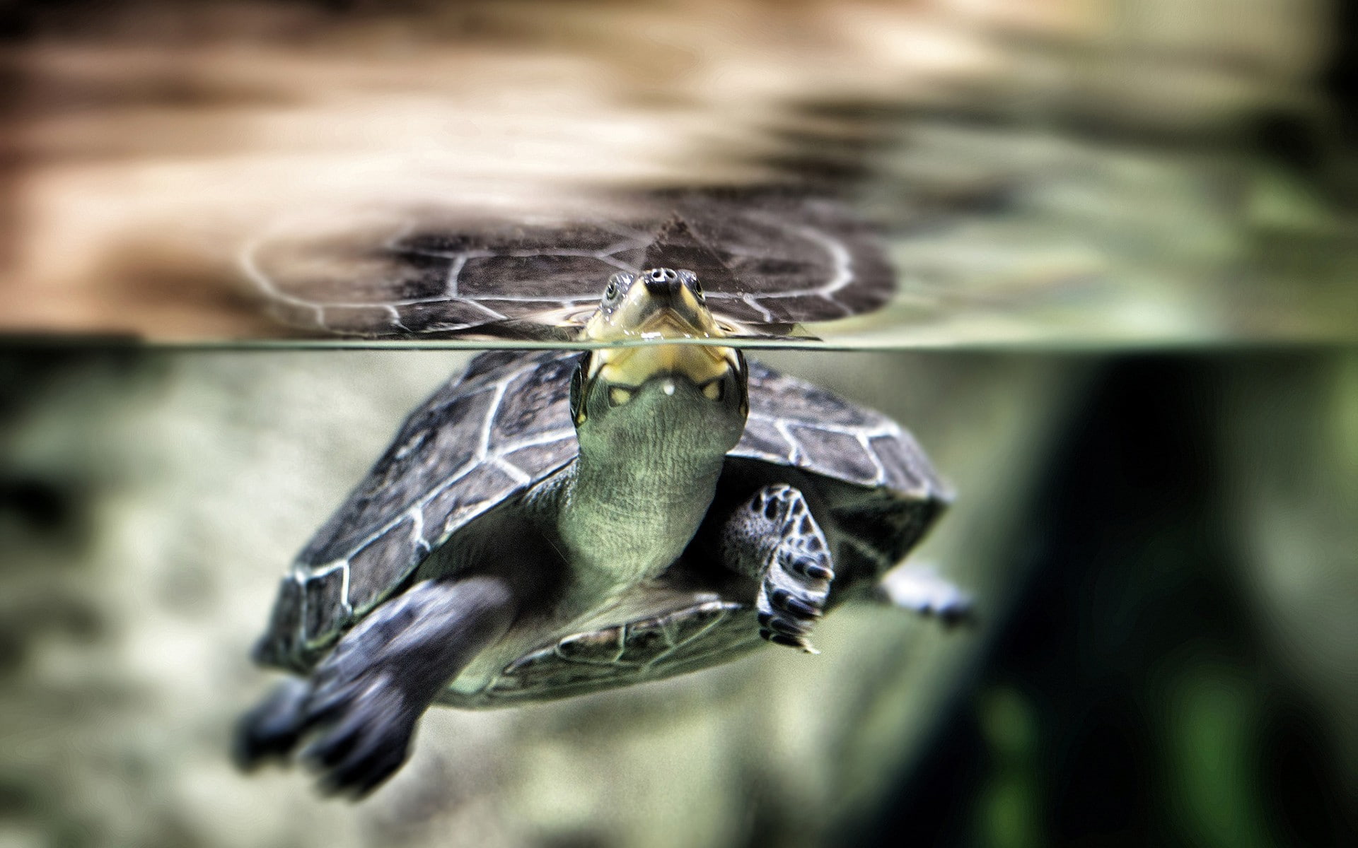 water, 1080P, turtle, animals, split view, HD Wallpaper