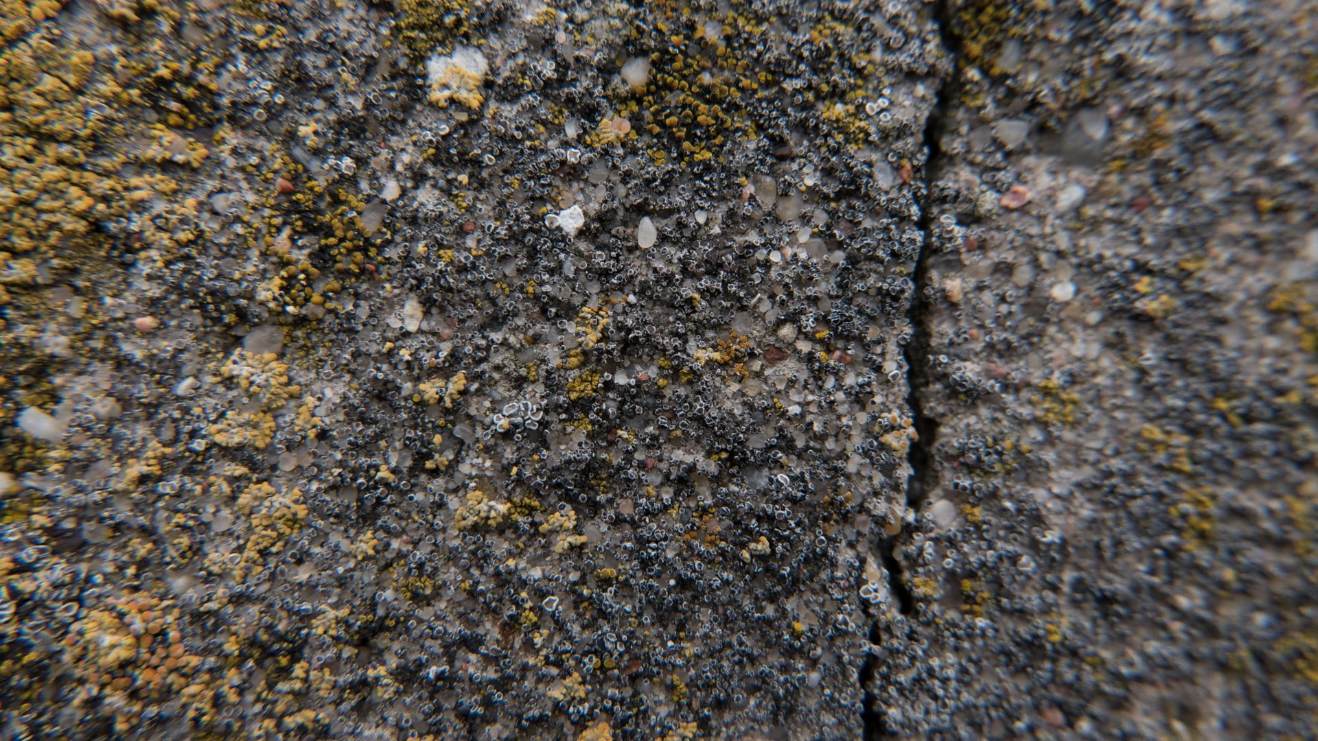1080P, split, moss, concrete, texture, HD Wallpaper