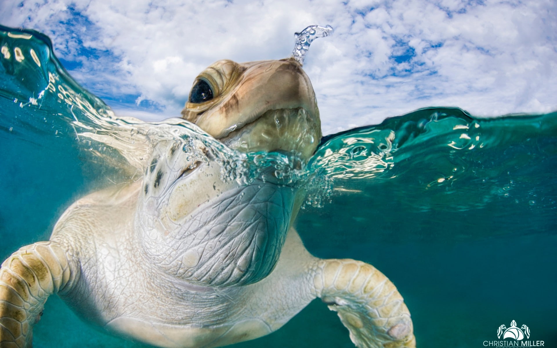 photography, 1080P, sea, split view, turtle, animals, HD Wallpaper