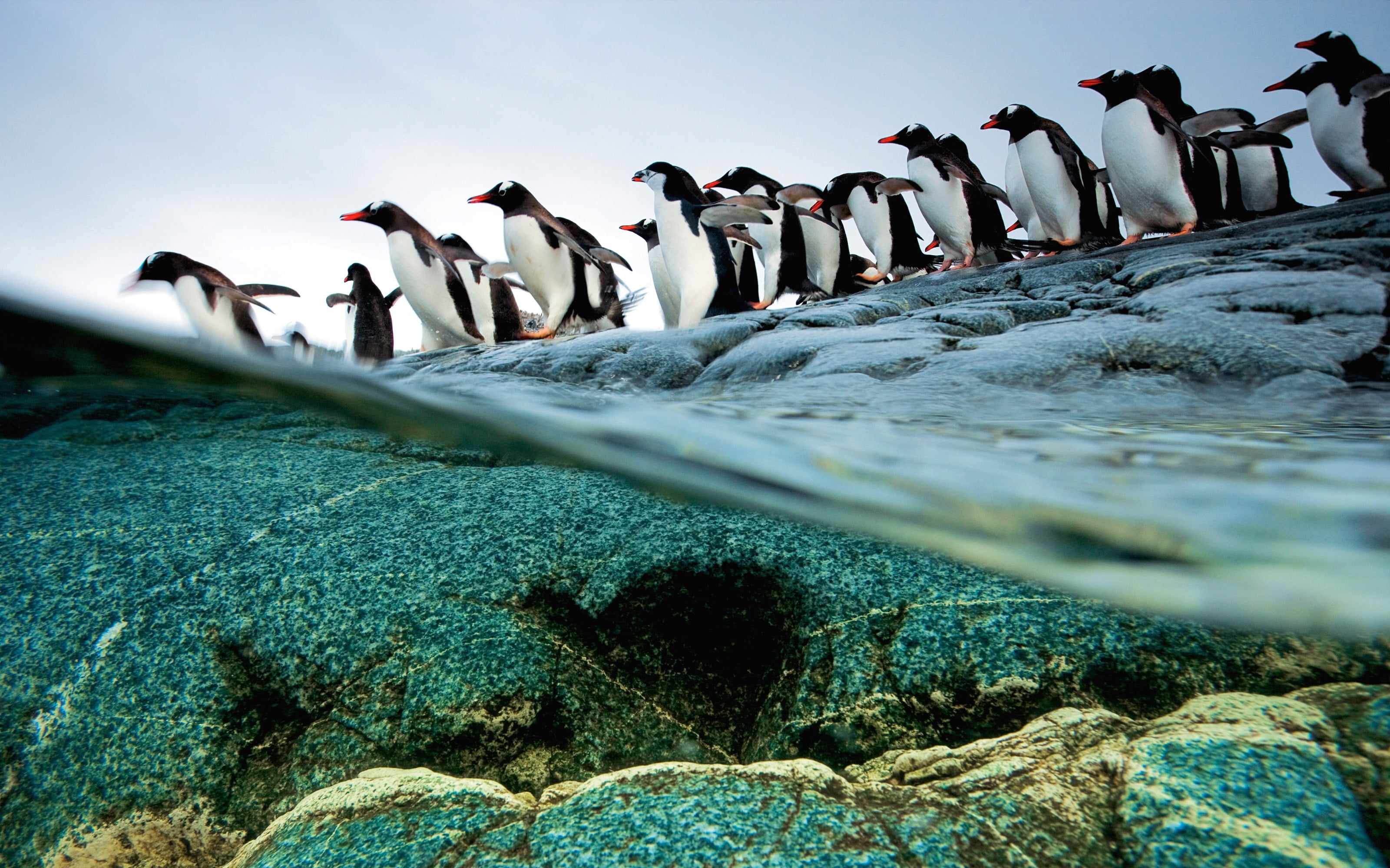 penguins, land, large group of people, split view, water, crowd, day, rock - object, real people, white, black, outdoors, birds, 2K, scenics - nature, HD Wallpaper