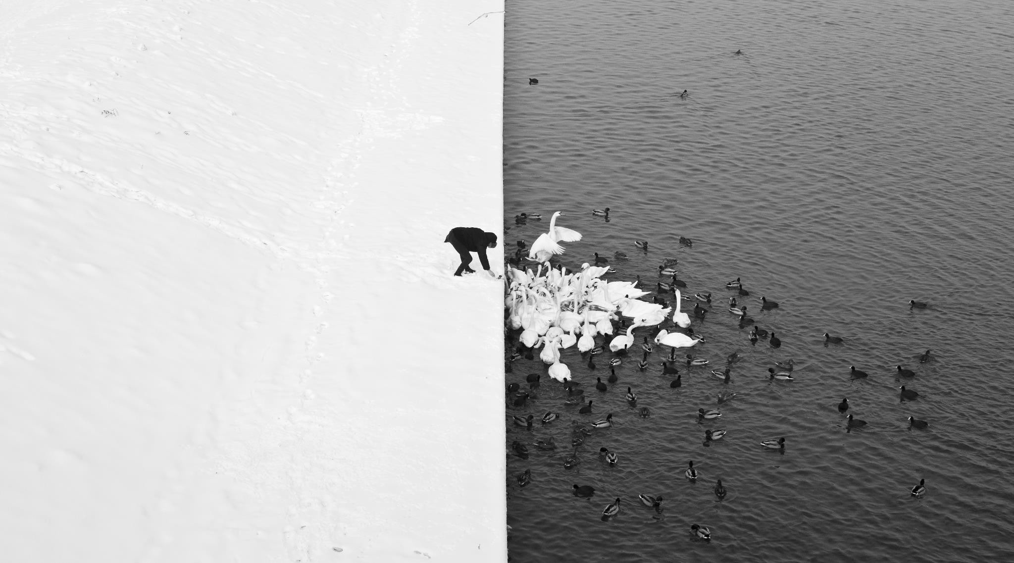 split view, 1080P, winter, swan, monochrome, duck, snow, water, HD Wallpaper