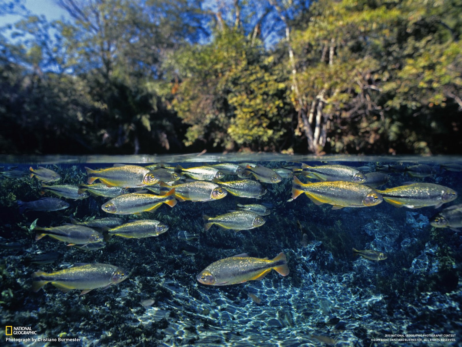 leaves, shallow, 720P, focus on foreground, fish, lake, animal, marine, animal wildlife, National Geographic, no people, water, beauty in nature, outdoors, HD Wallpaper