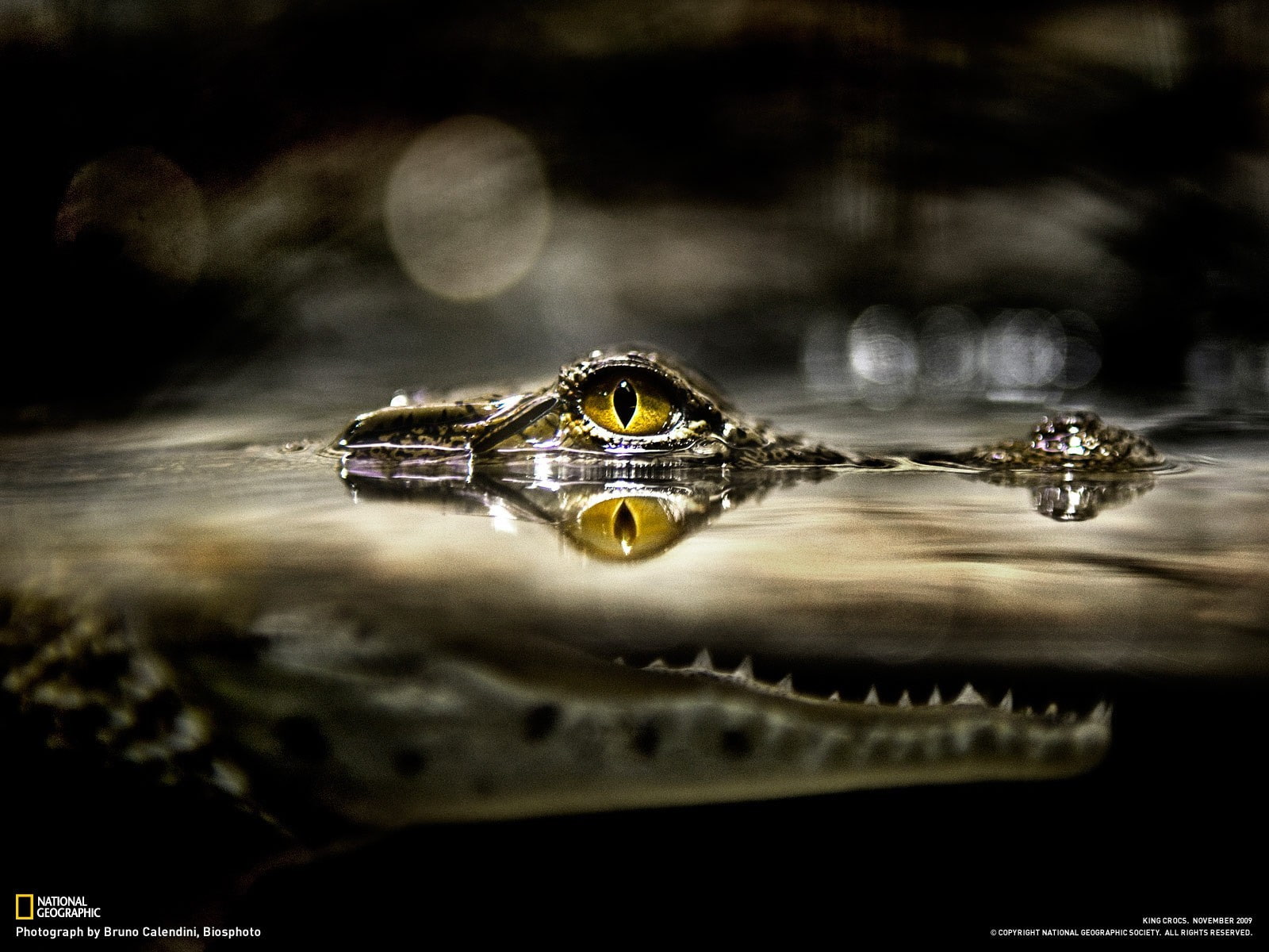 animal themes, 720P, animals in the wild, lake, day, one animal, eyes, yellow eyes, animal wildlife, crocodile, close-up, outdoors, water, reptile, reflection, HD Wallpaper