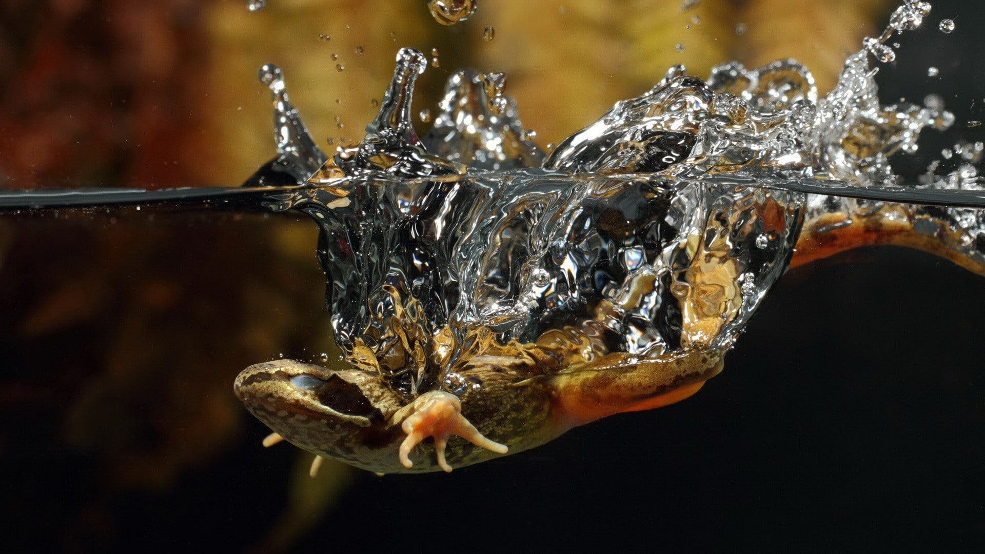 wildlife, splashes, lizards, animals, 1080P, split view, nature, HD Wallpaper