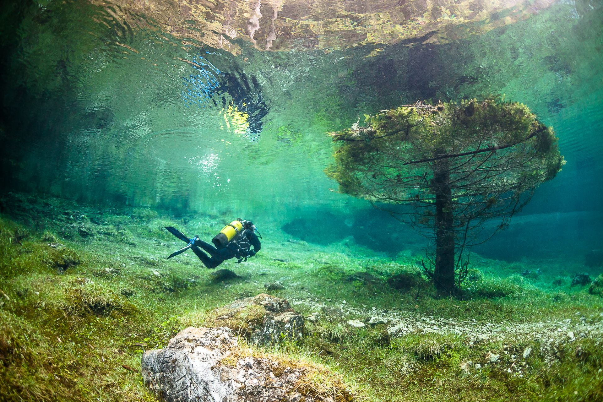 trees, black, adventure, animals in the wild, Austria, lake, bubbles, rock, divers, grass, flippers, Green Lake, one person, sea, rock - object, nature, HD Wallpaper