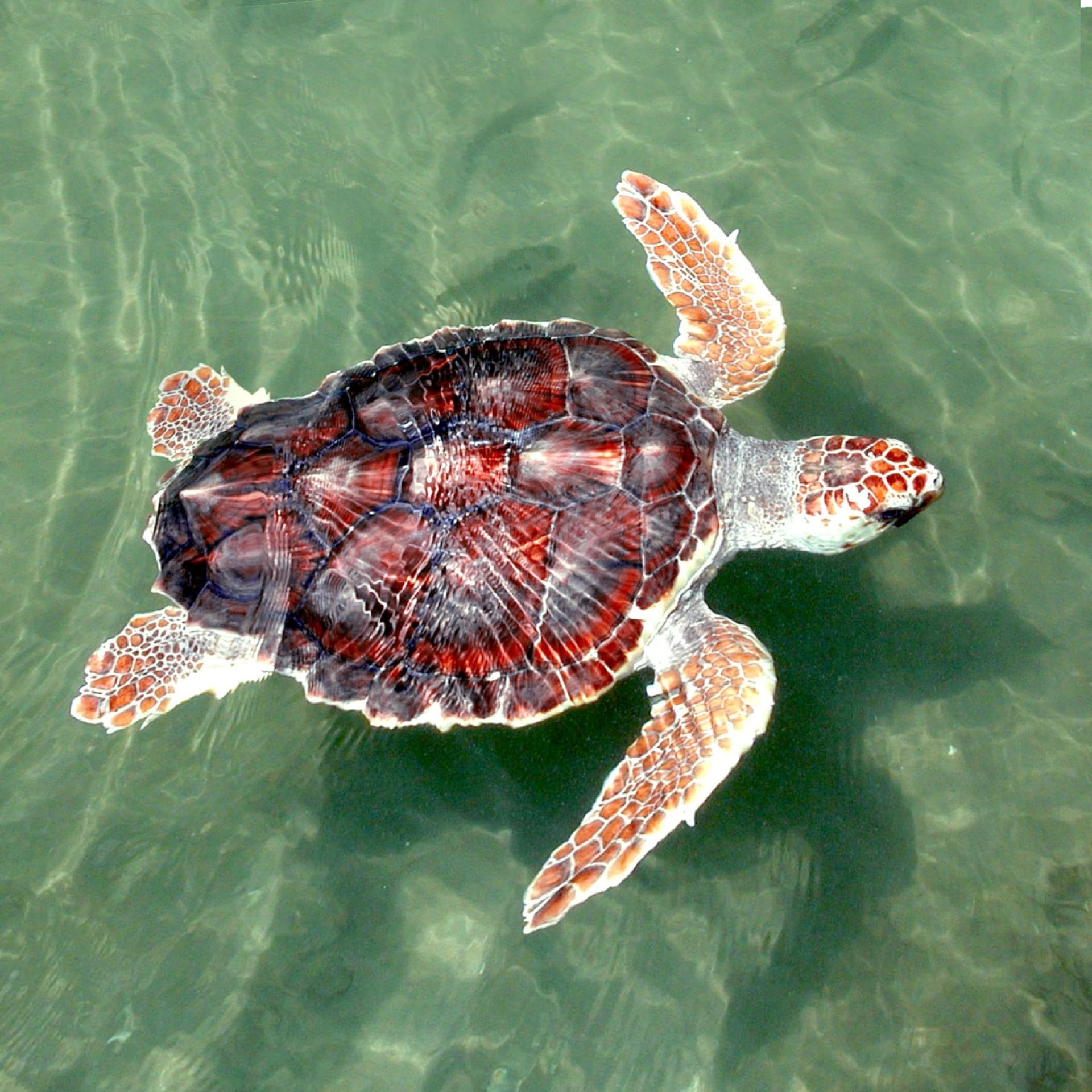 sea, water, loggerhead, day, animal, 1080P, animal themes, shell, sea life, swimming, wild, high angle view, animal wildlife, no people, turquoise colored, Phone HD Wallpaper