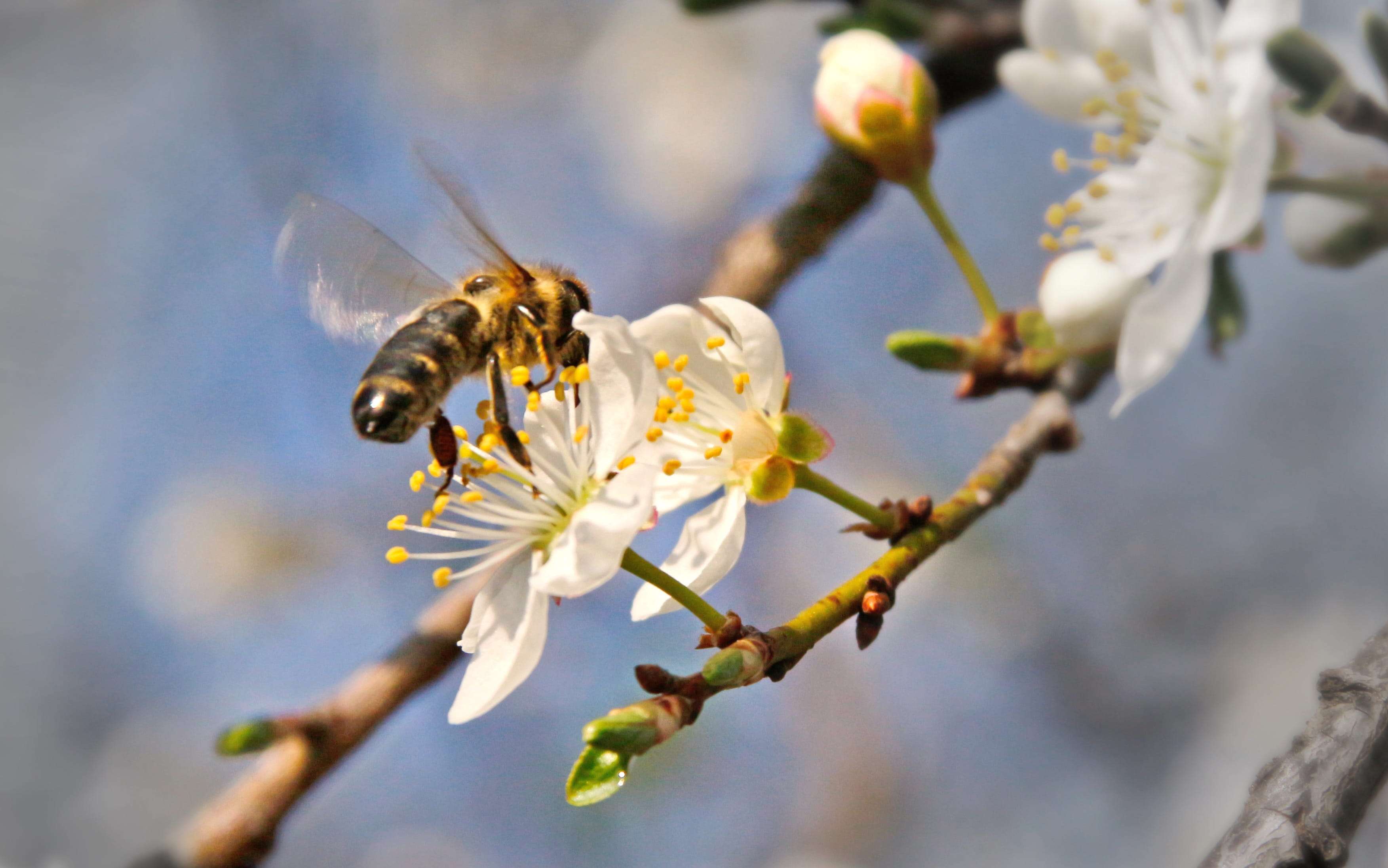 fragility, nature, animal, 2K, close-up, tree, petal, pollen, beauty in nature, bee, growth, vulnerability, plant, outdoors, animals in the wild, freshness, HD Wallpaper