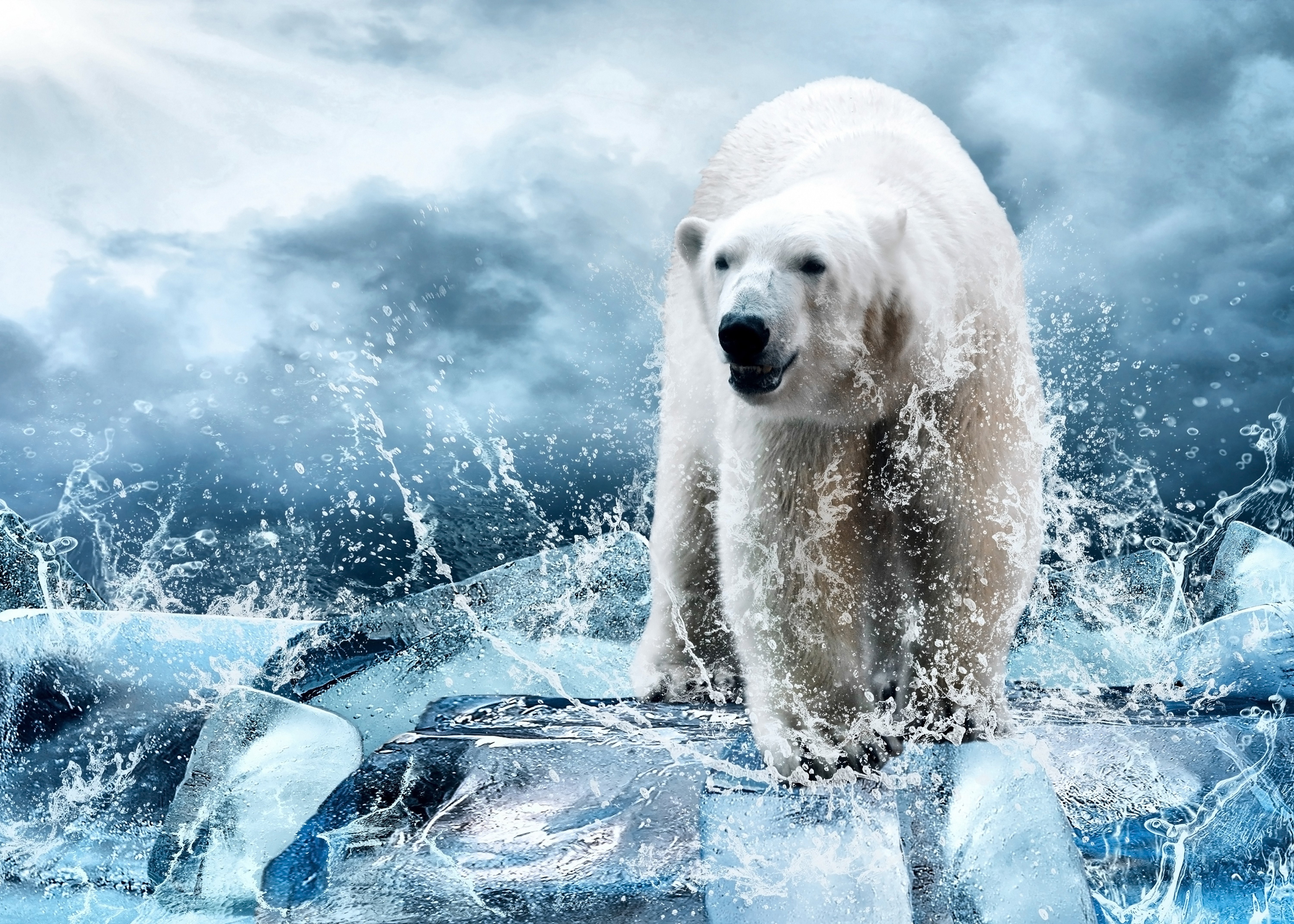 winter, ice, 5K, Floes, drops, spray, polar, bear, HD Wallpaper