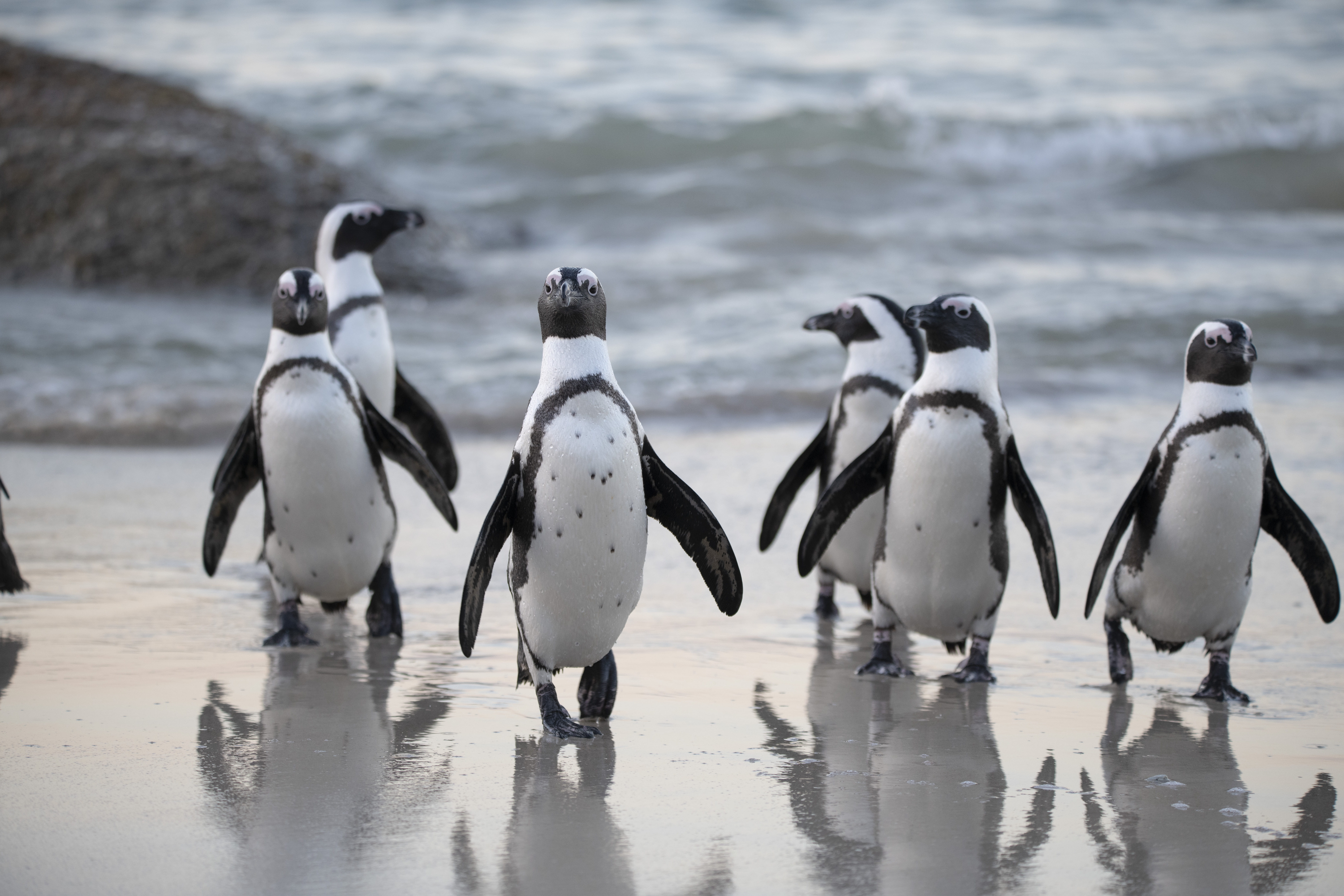 polar, ocean, flock, penguin, wild, nature, reflections, flippers, seashore, seabird, animal wildlife, full length, water, bird, penguins, outdoors, 8K, HD Wallpaper