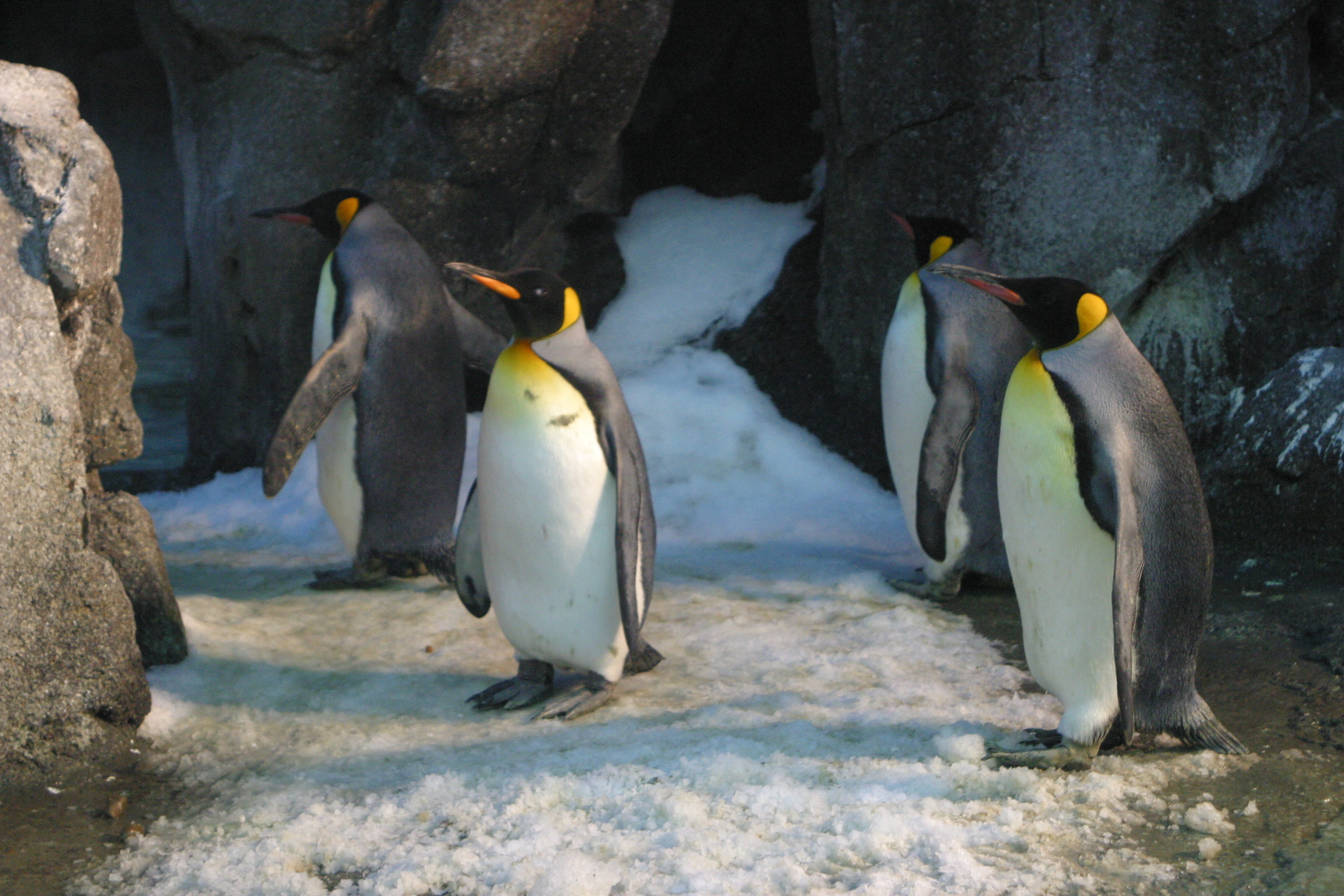 front view, ocean, iceberg, wildlife, vertebrate, wild, frost, animal wildlife, penguin, no people, marine, frozen, antarctic, ice, wings, two animals, HD Wallpaper