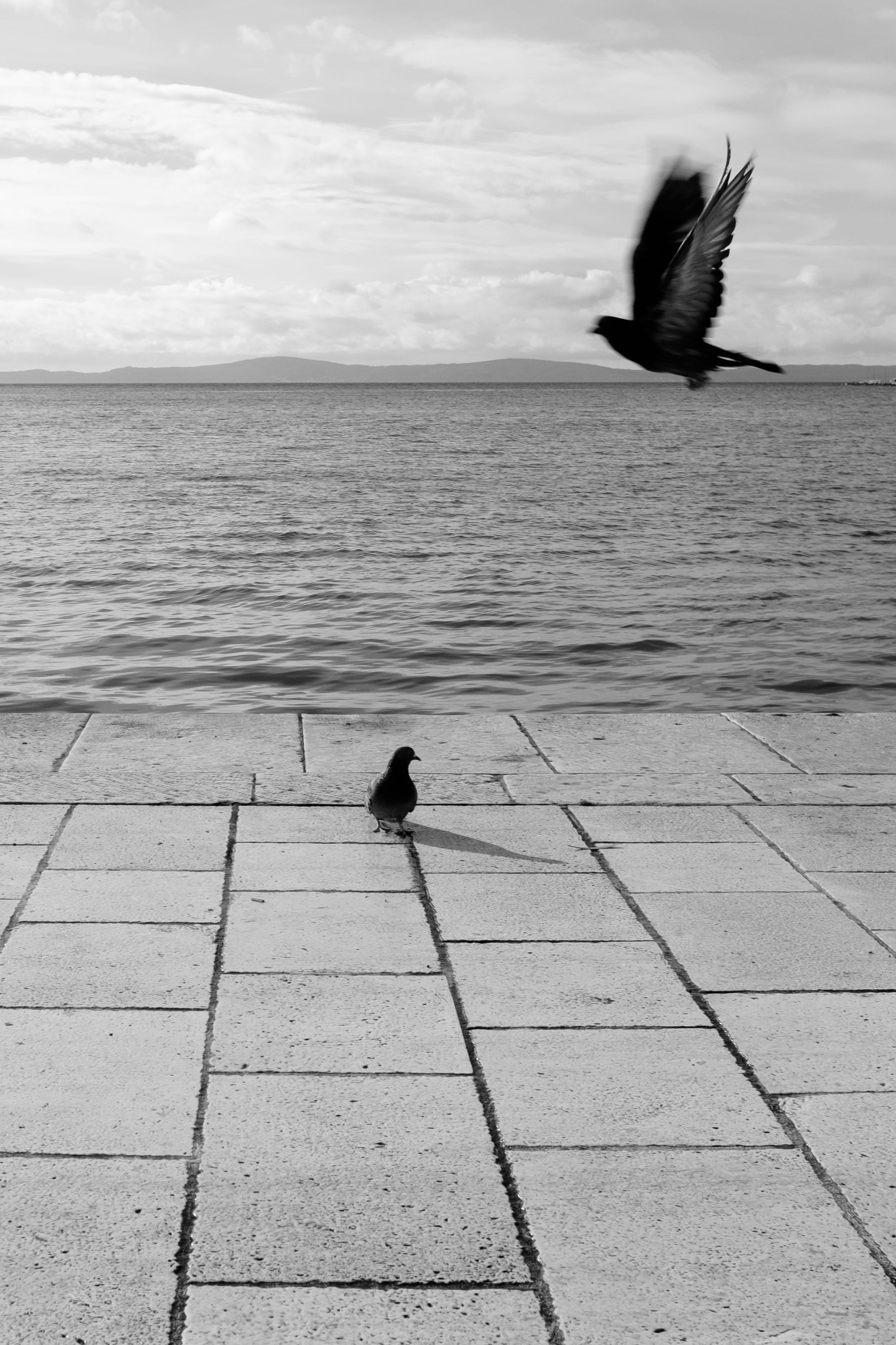 seagull, sea, day, animal themes, birds, dalmatia, sky, nature, cloud - sky, motion, animal wildlife, animal, flying, bird, water, no people, 2K, one animal, Phone HD Wallpaper