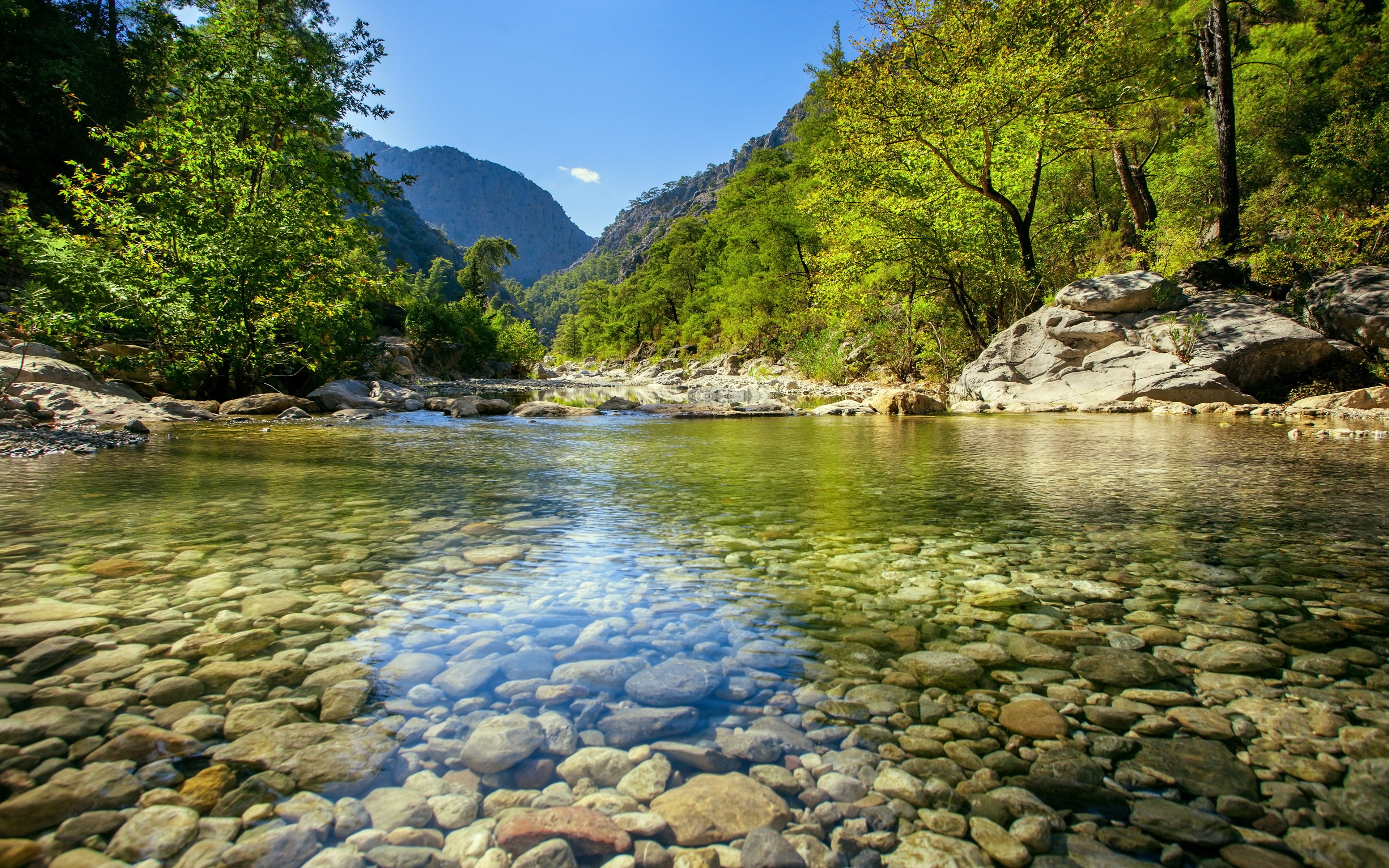 trees, 4K, day, forest, non-urban scene, croatia, shallow, idyllic, landscape, gravel, no people, tranquility, clear, outdoors, rocks, rock - object, HD Wallpaper