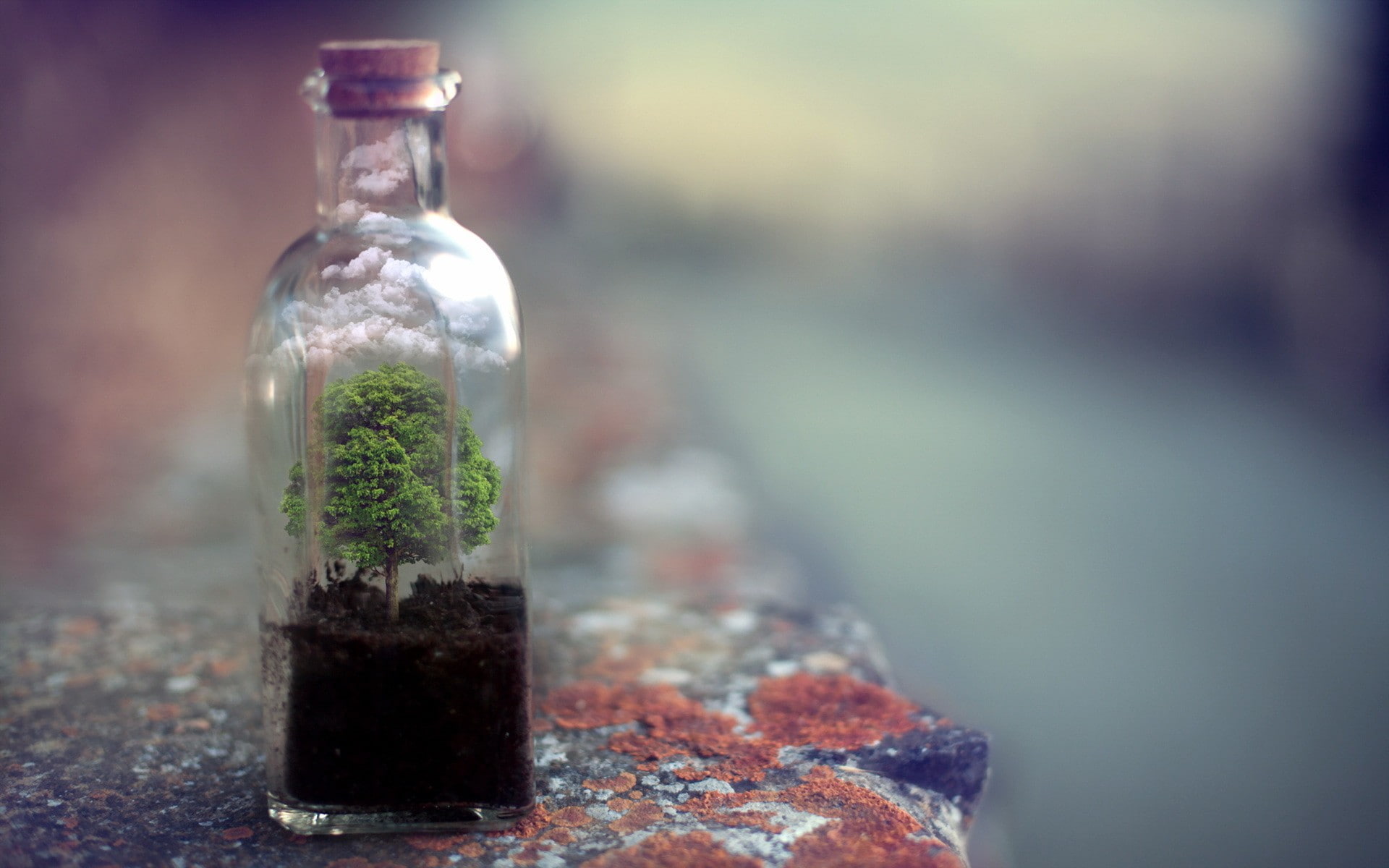 cork, bottles, ground, trees, clouds, rock, 1080P, terrarium, depth of field, HD Wallpaper