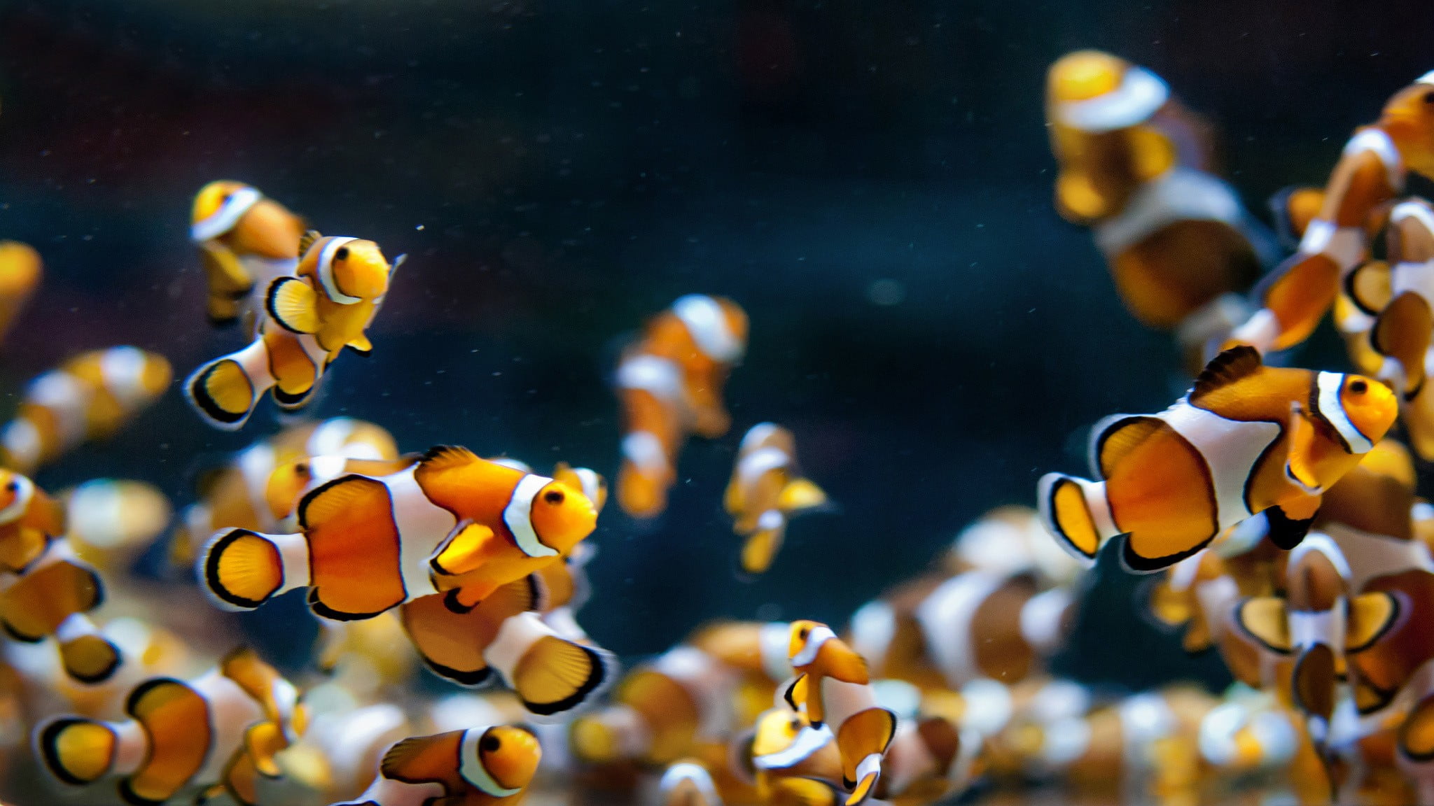 underwater, animal wildlife, orange color, macro, marine, vertebrate, blue, water, clown fish, red, school of fish, undersea, group of animals, fish, clownfish, HD Wallpaper